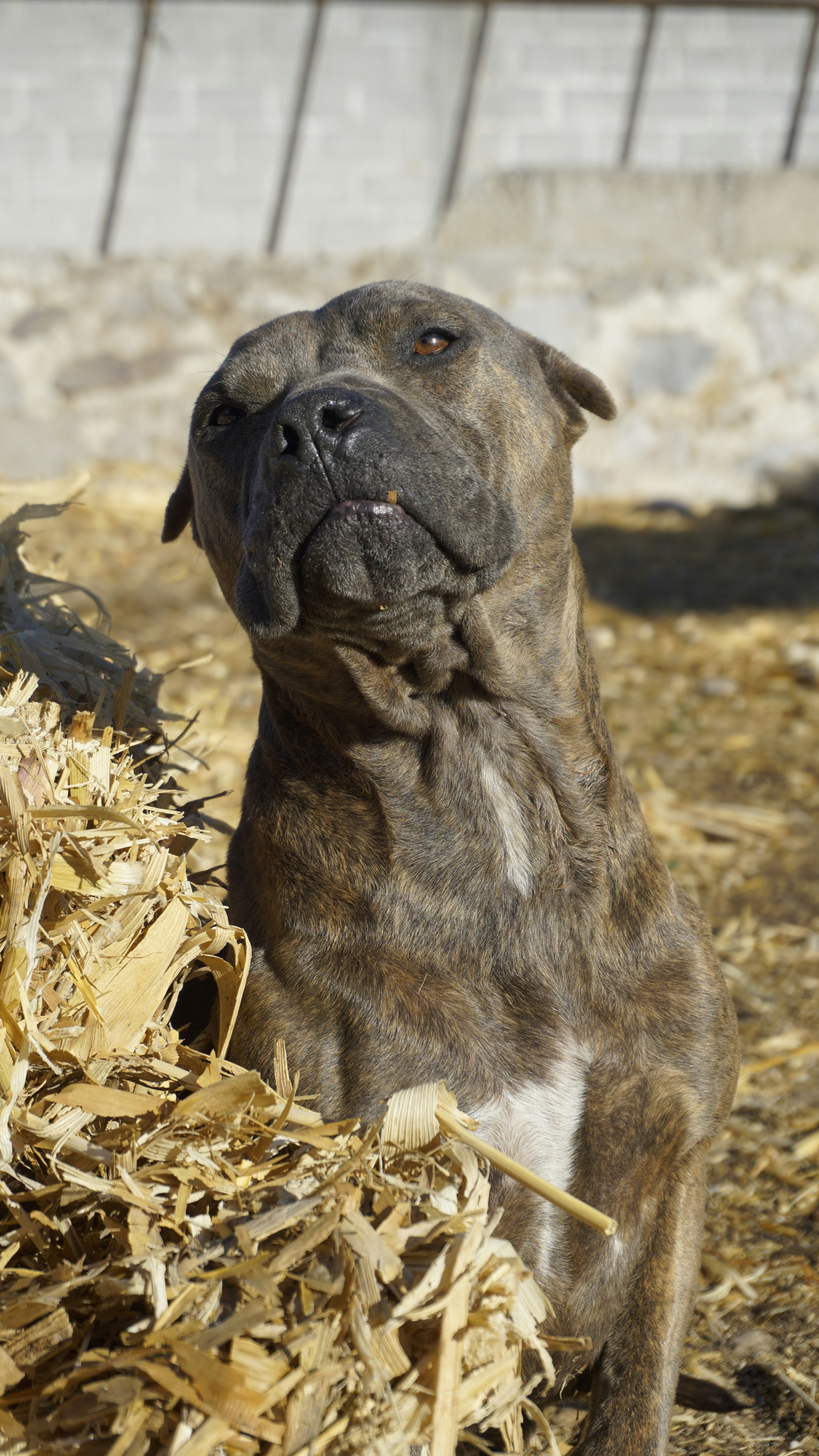A brindle dog looks up from behind dry hay