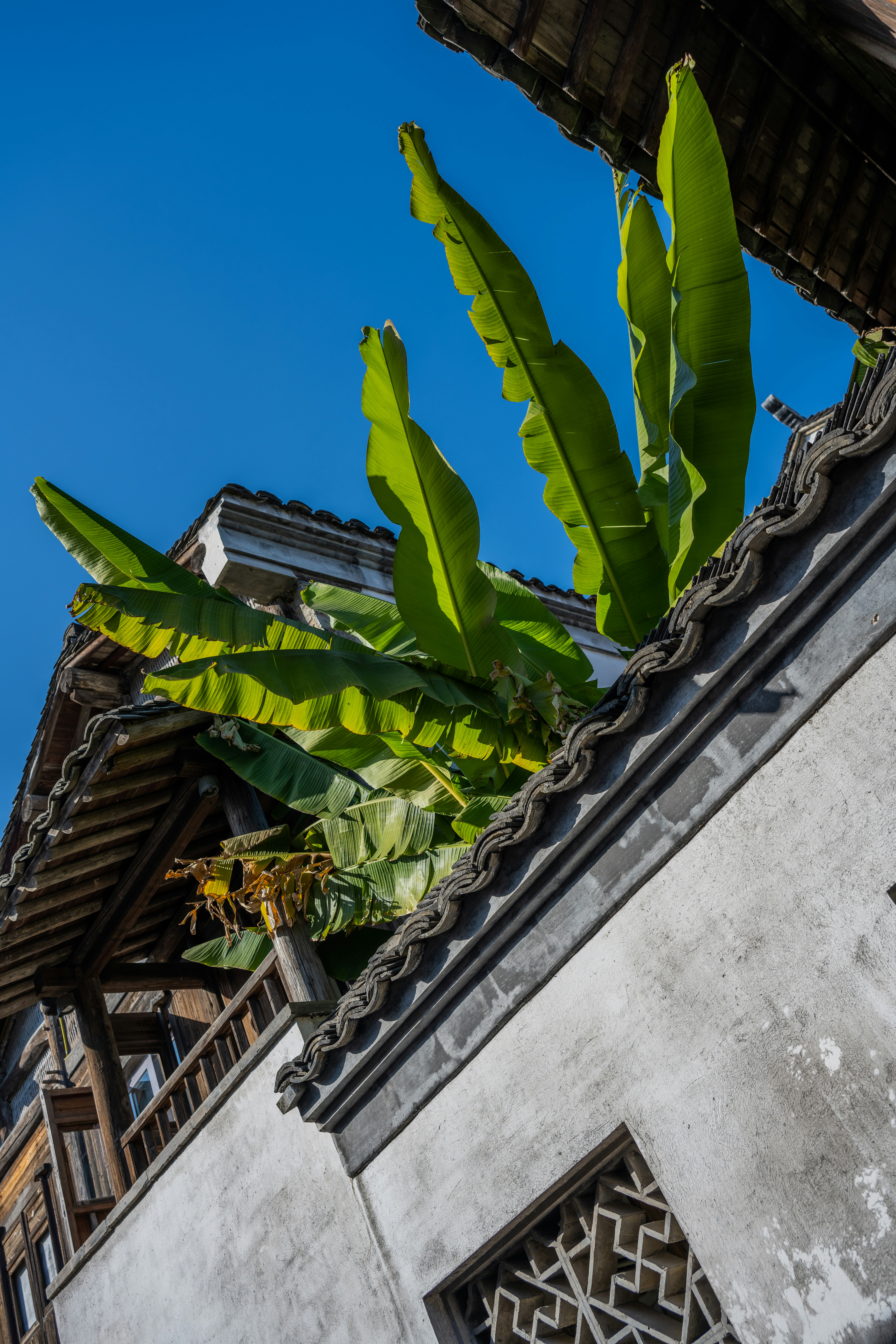 Banana leaves grow over a traditional tiled roof.