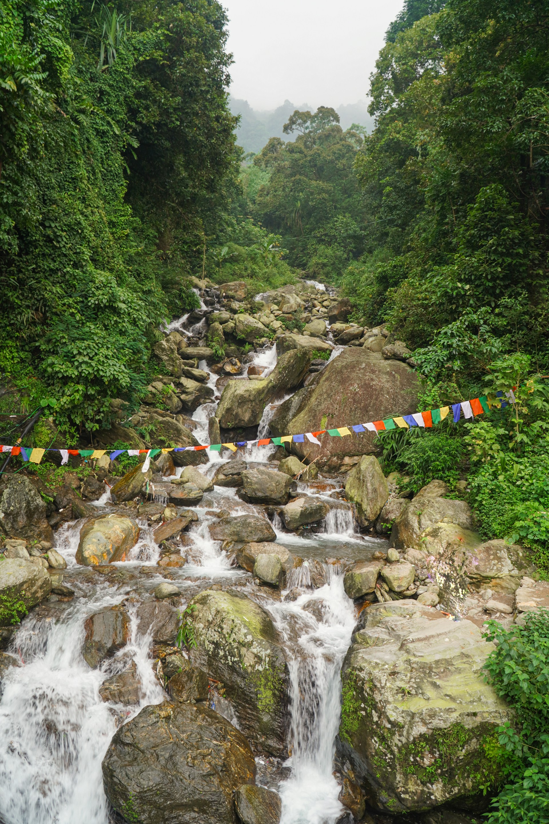 A rocky stream flows through a lush green forest.