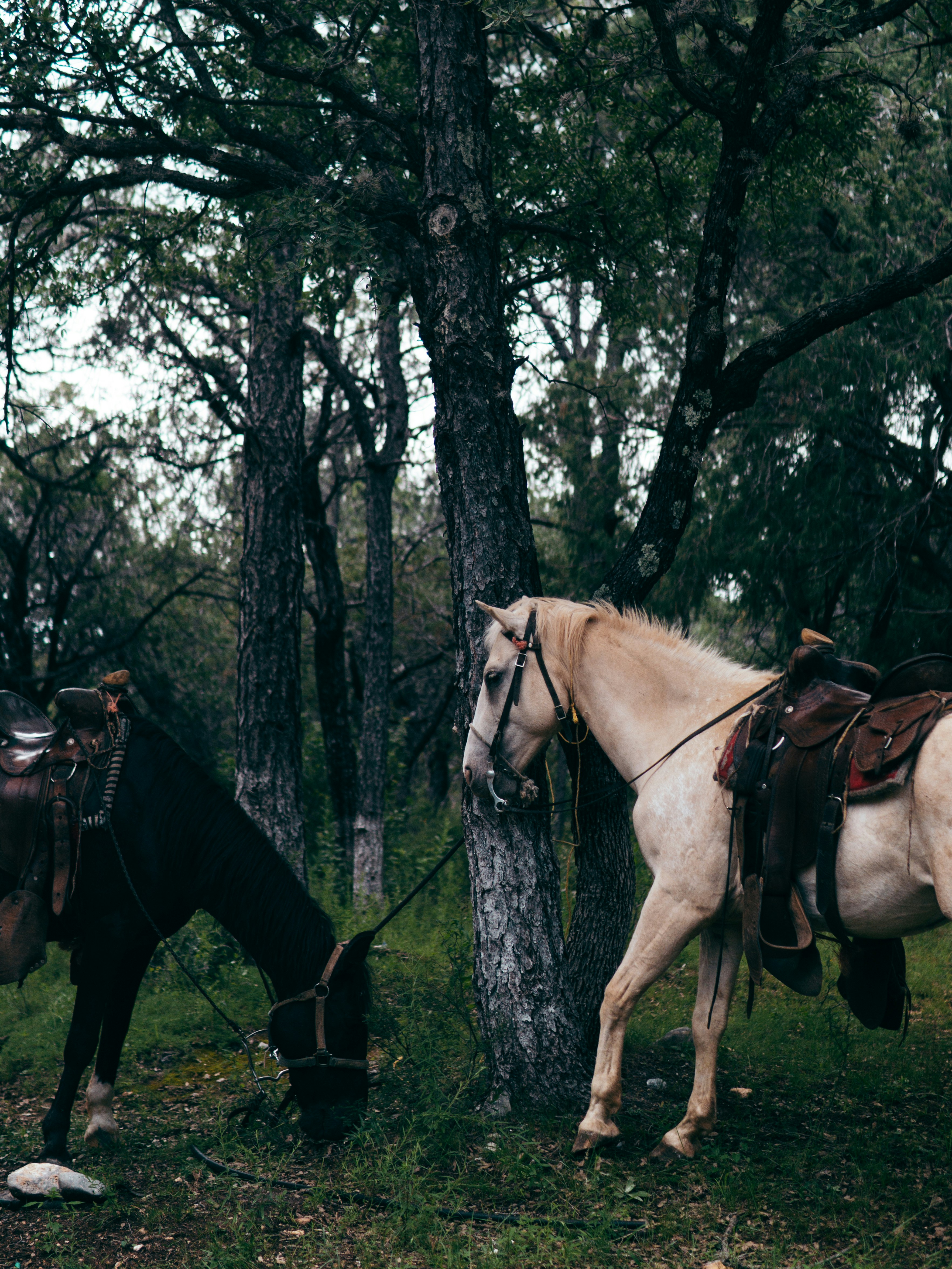 Photo by jorgepinals