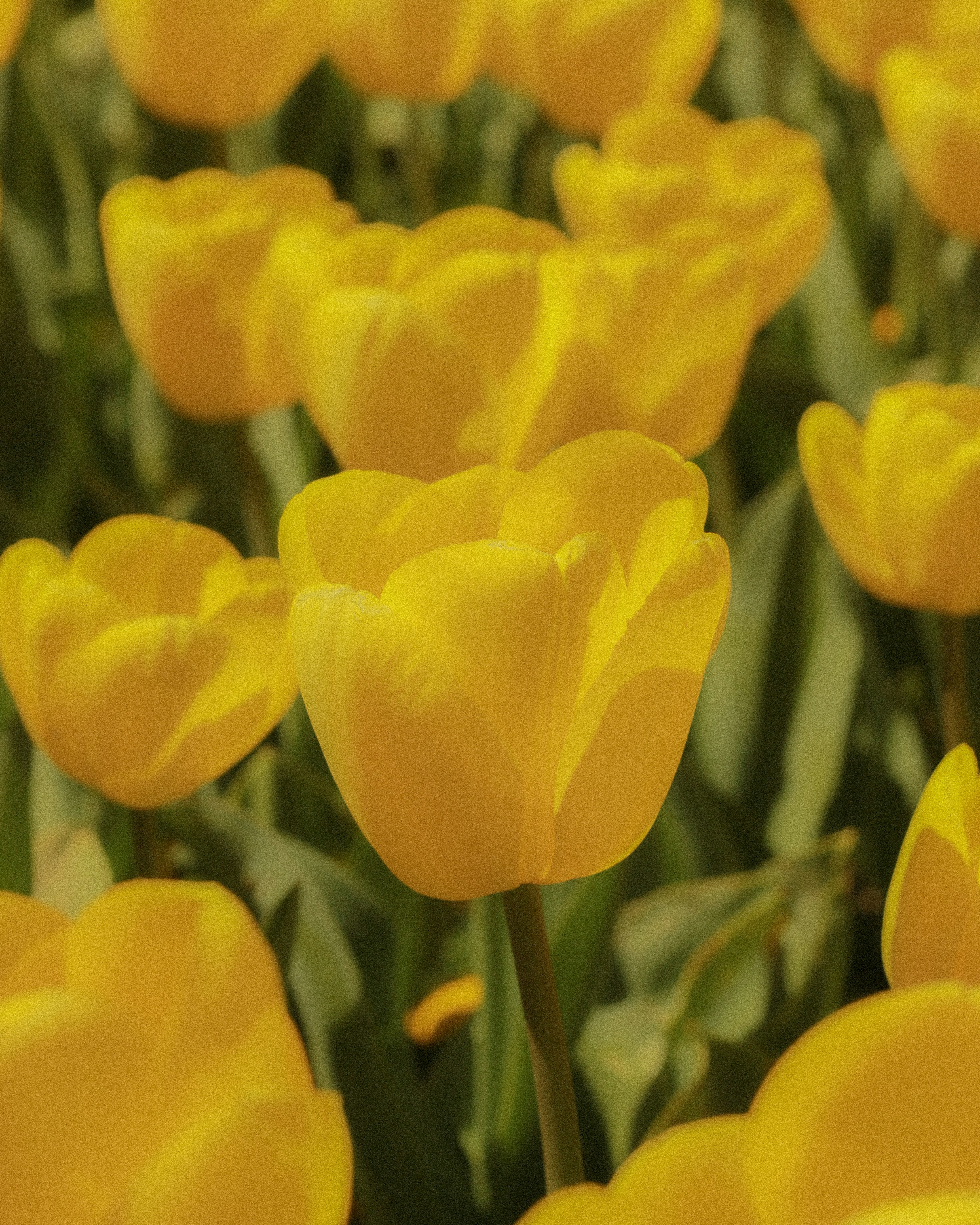 Photo by angie_baongoc