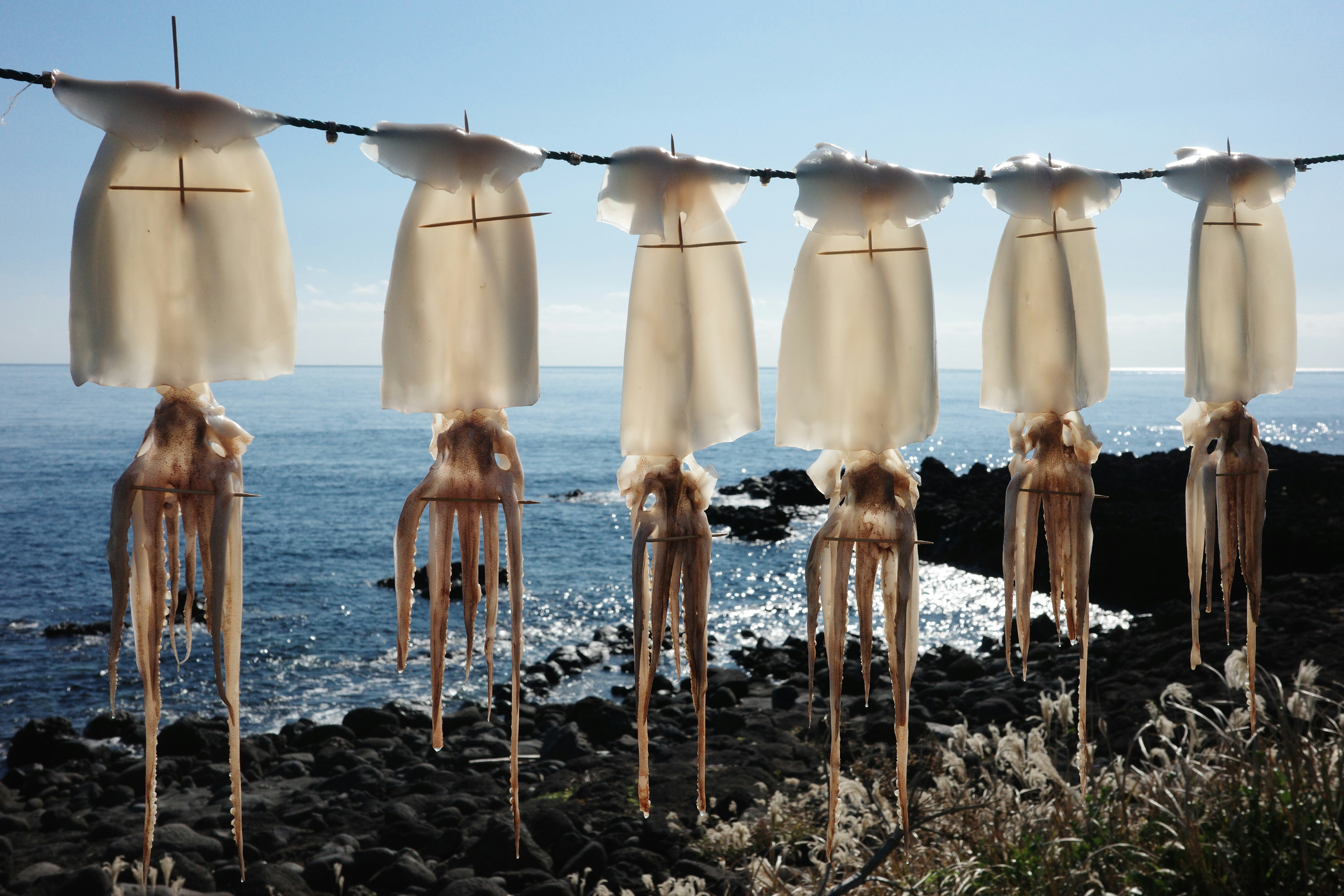 Squid drying on a clothesline by the sea