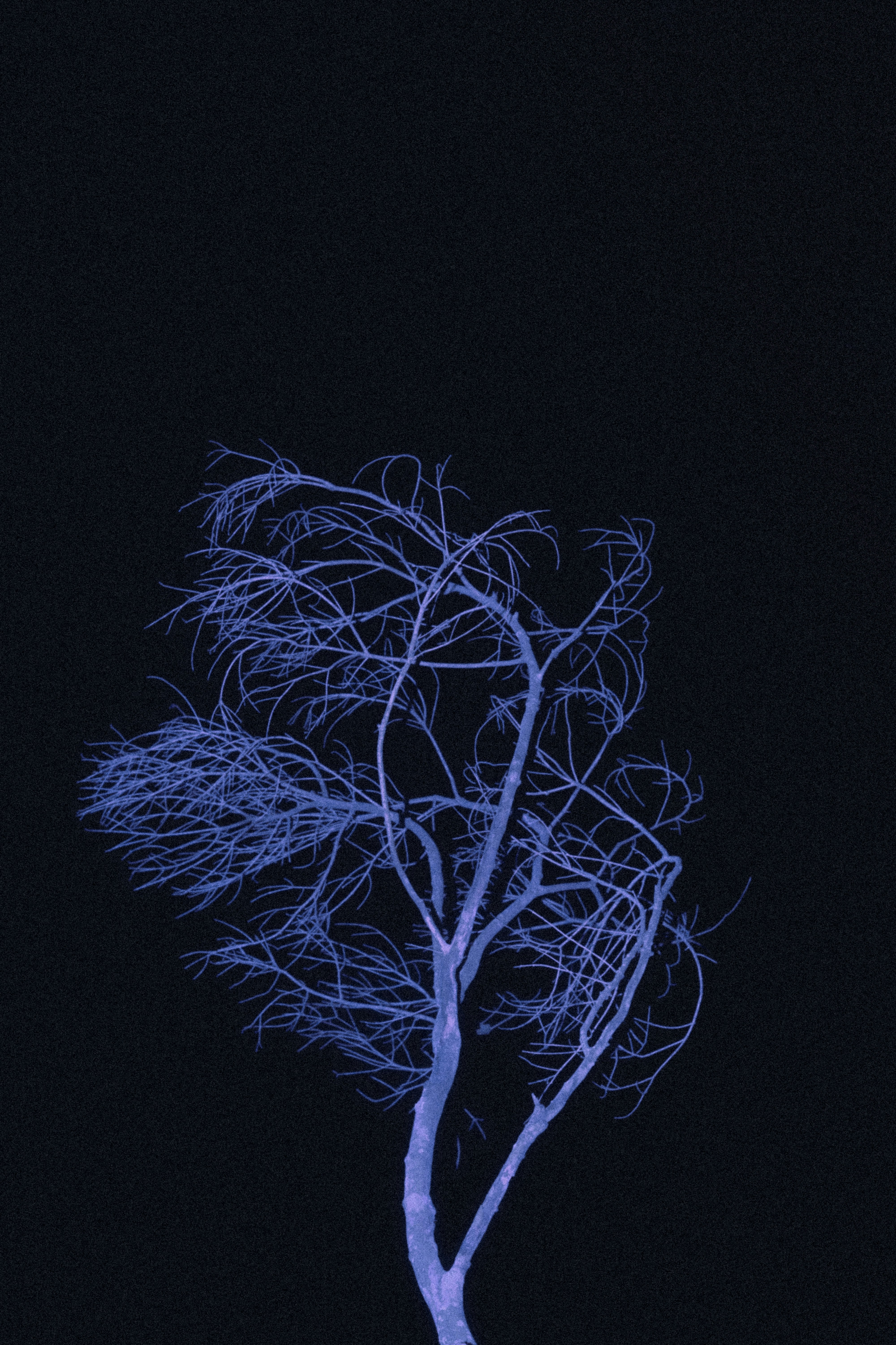 Photo by junlanghuang