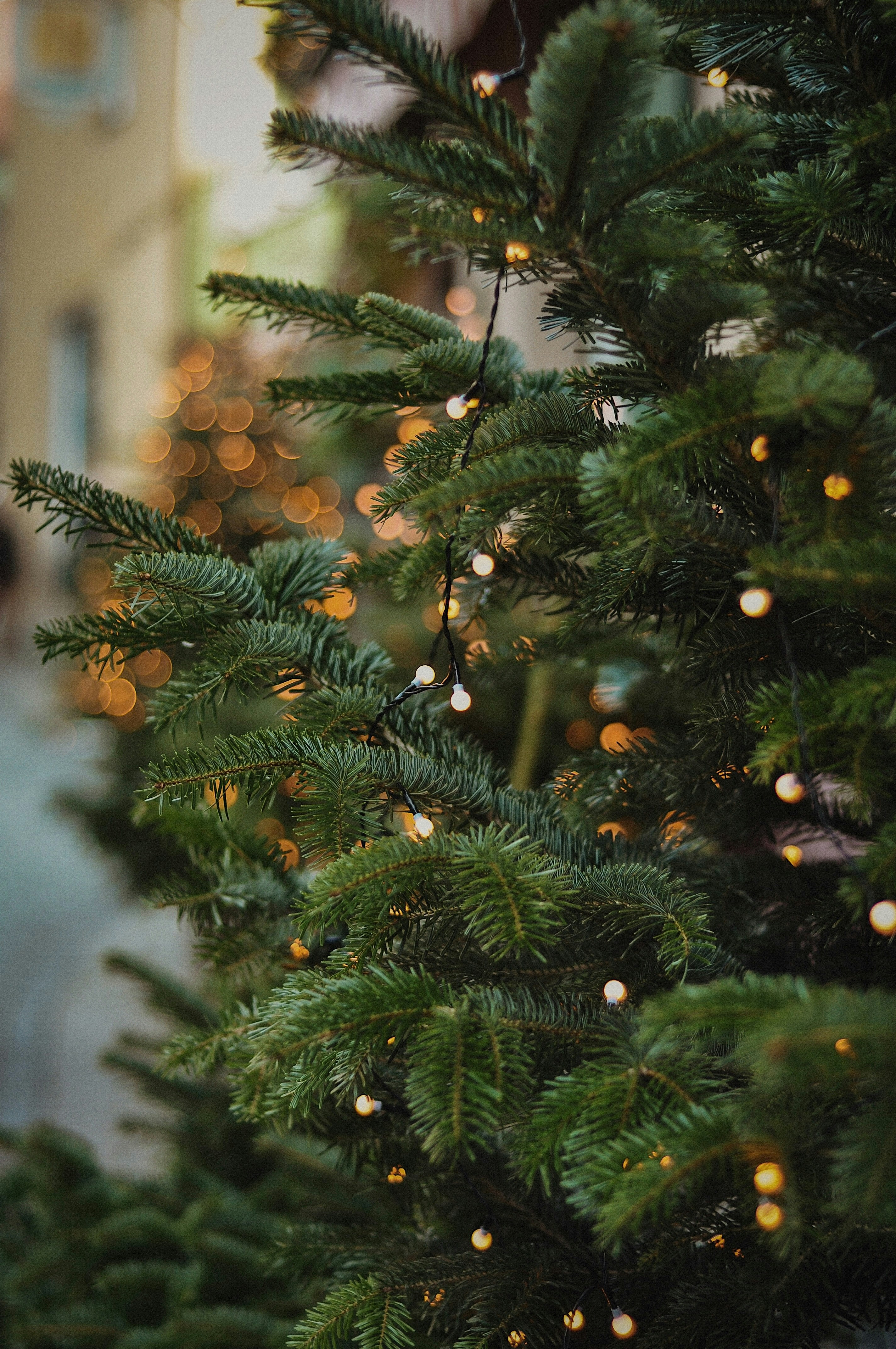 Photo by gorchinska88