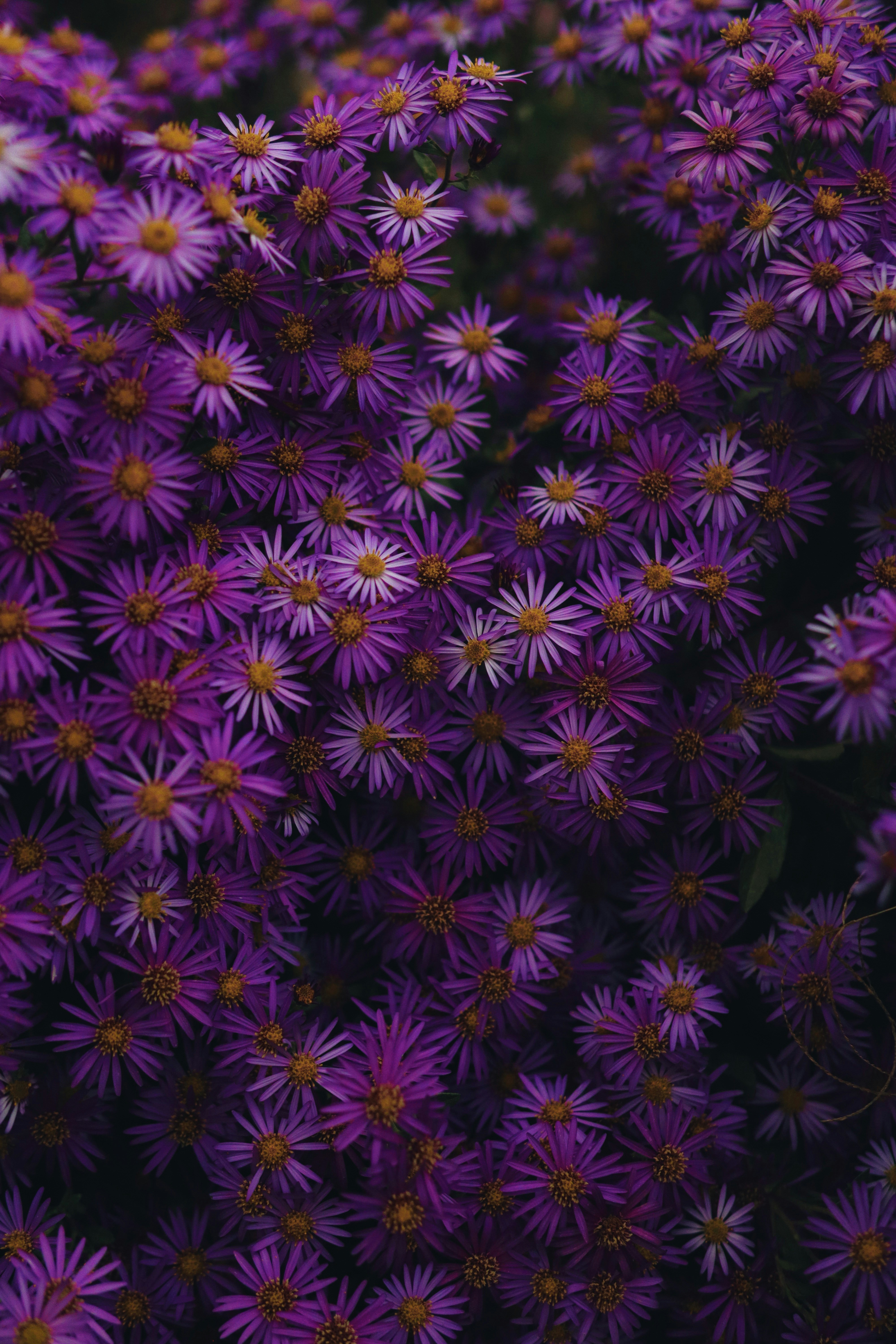 Photo by imaging_joy