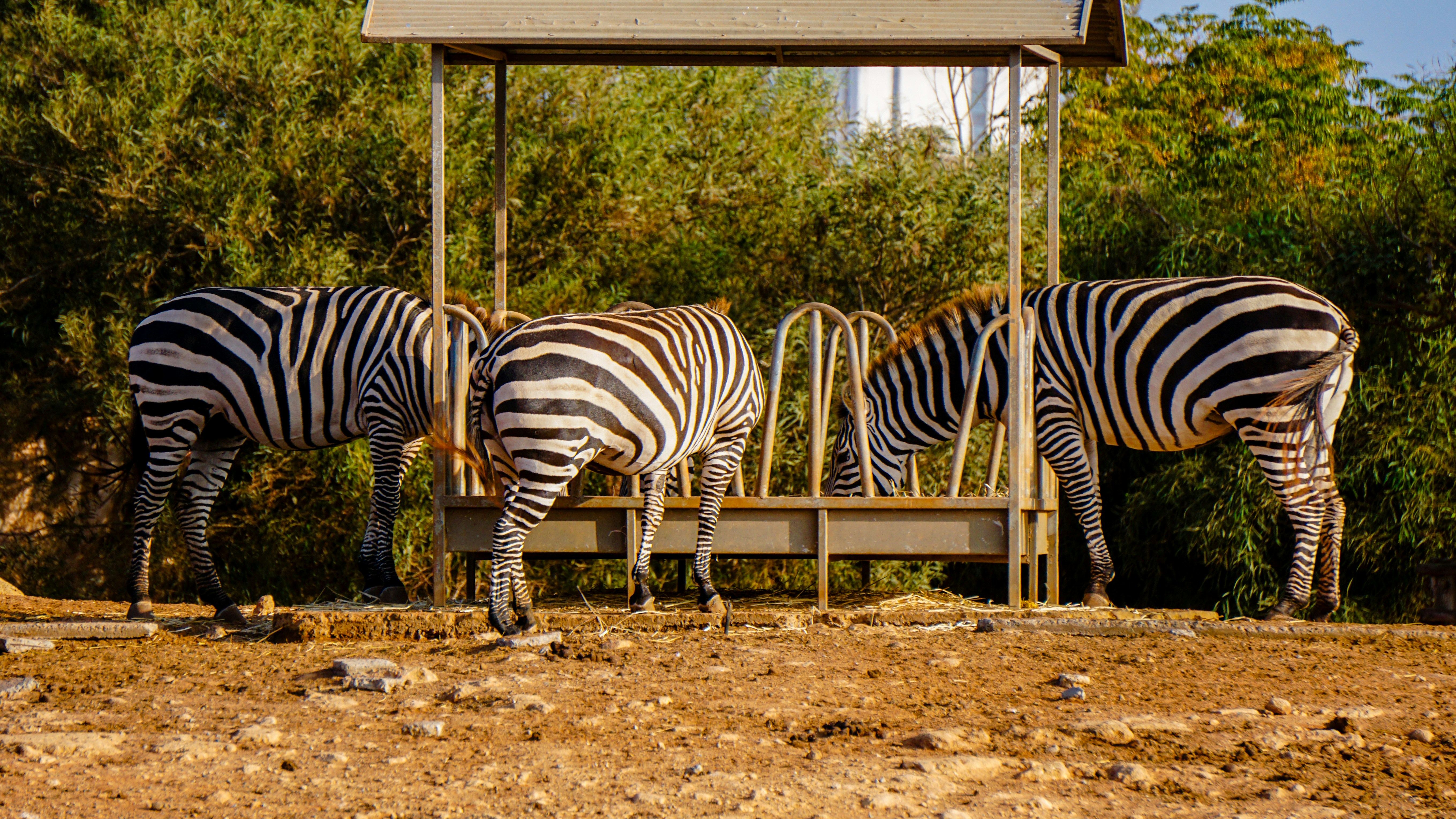 Three zebras eating from a feeder