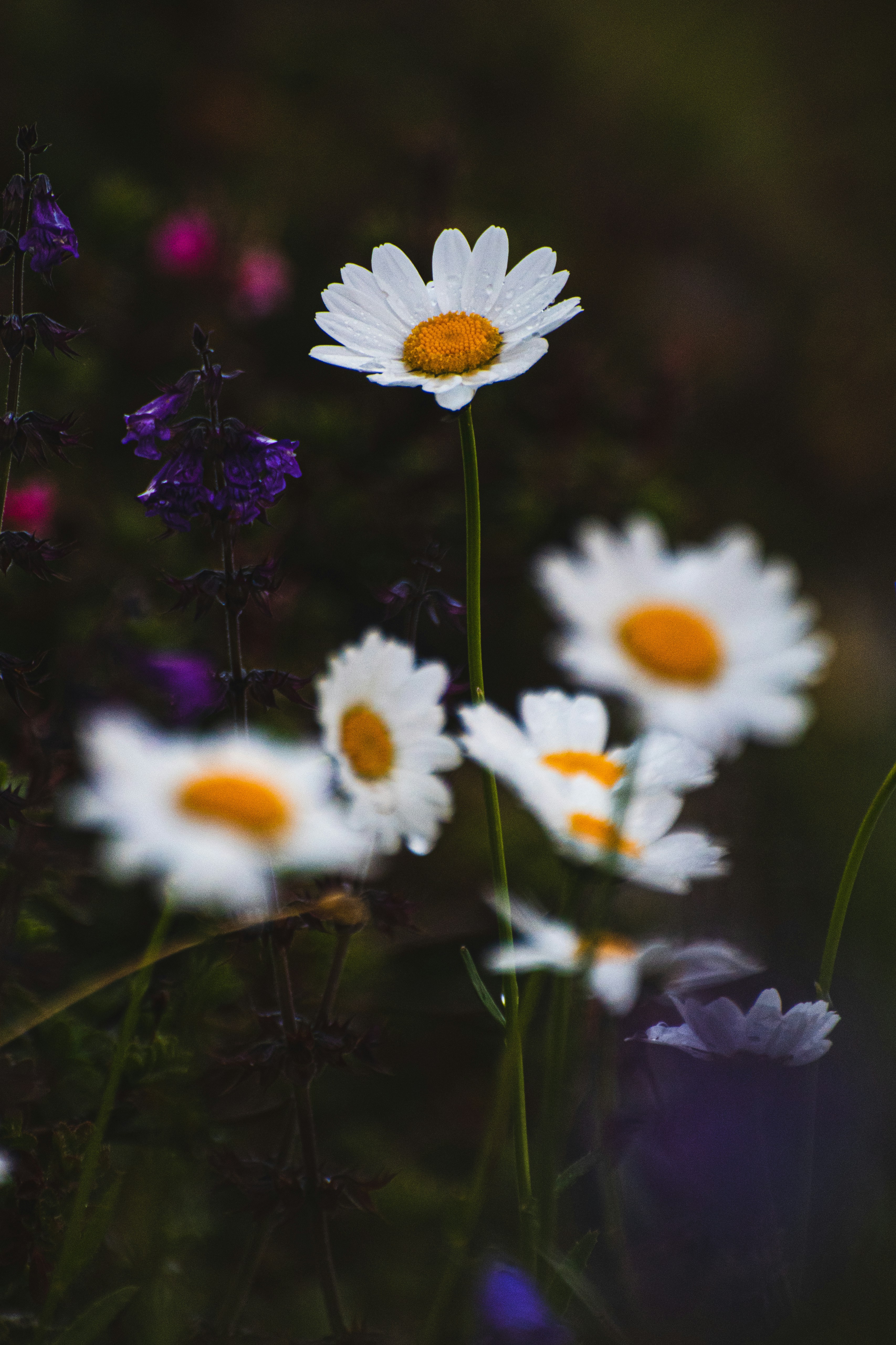 Photo by adialbulescu