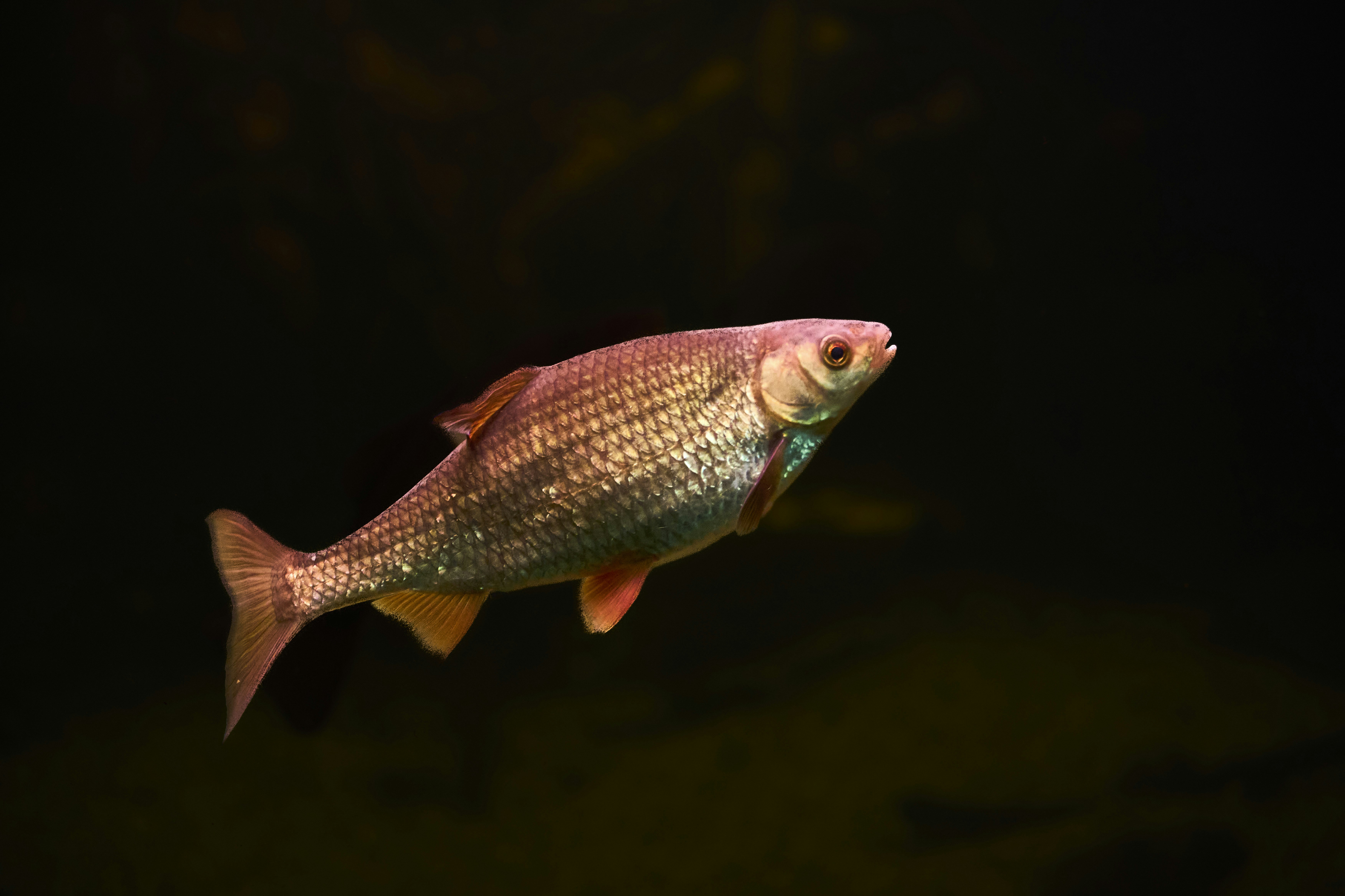 Photo by wolfgang_hasselmann