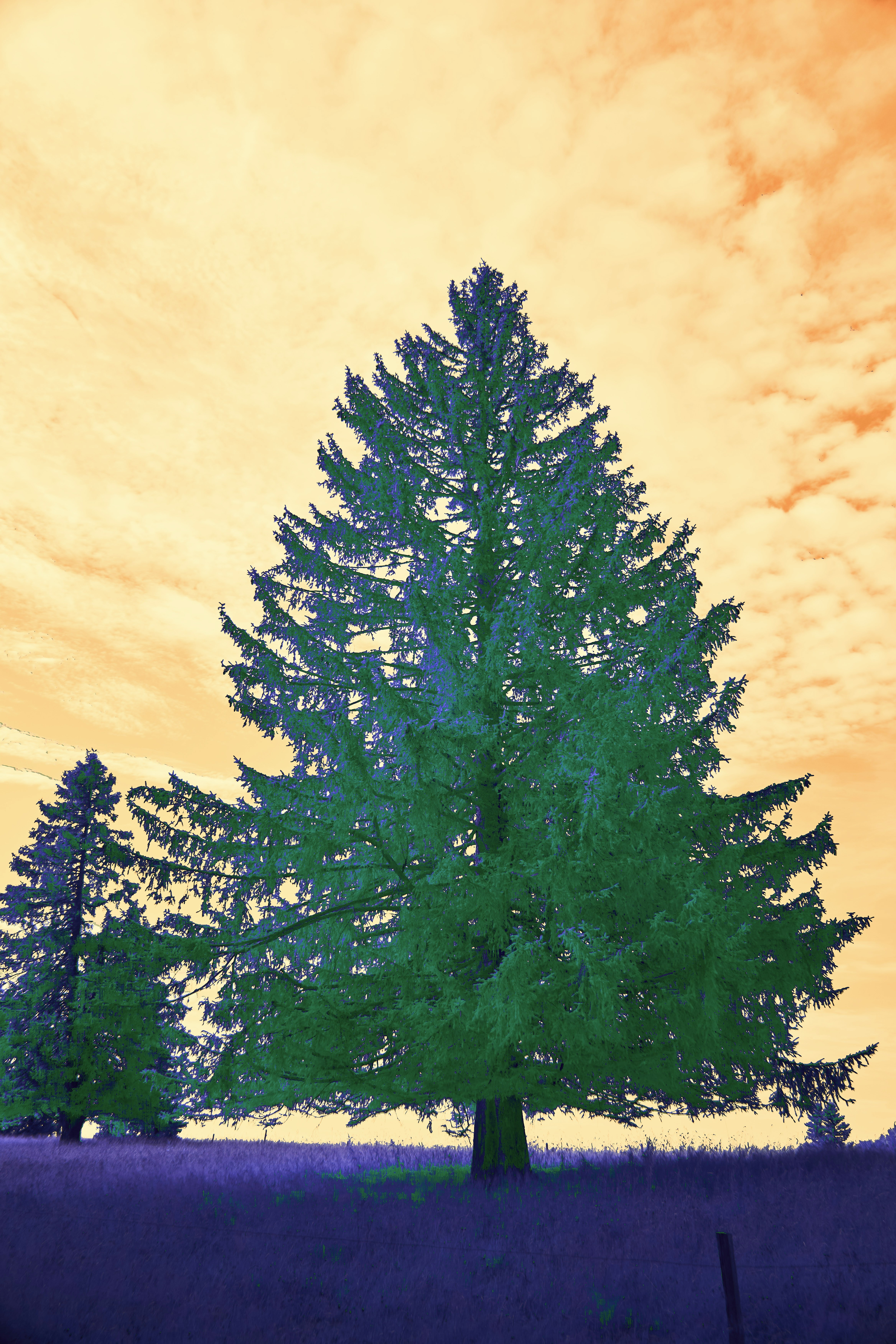 Photo by wolfgang_hasselmann