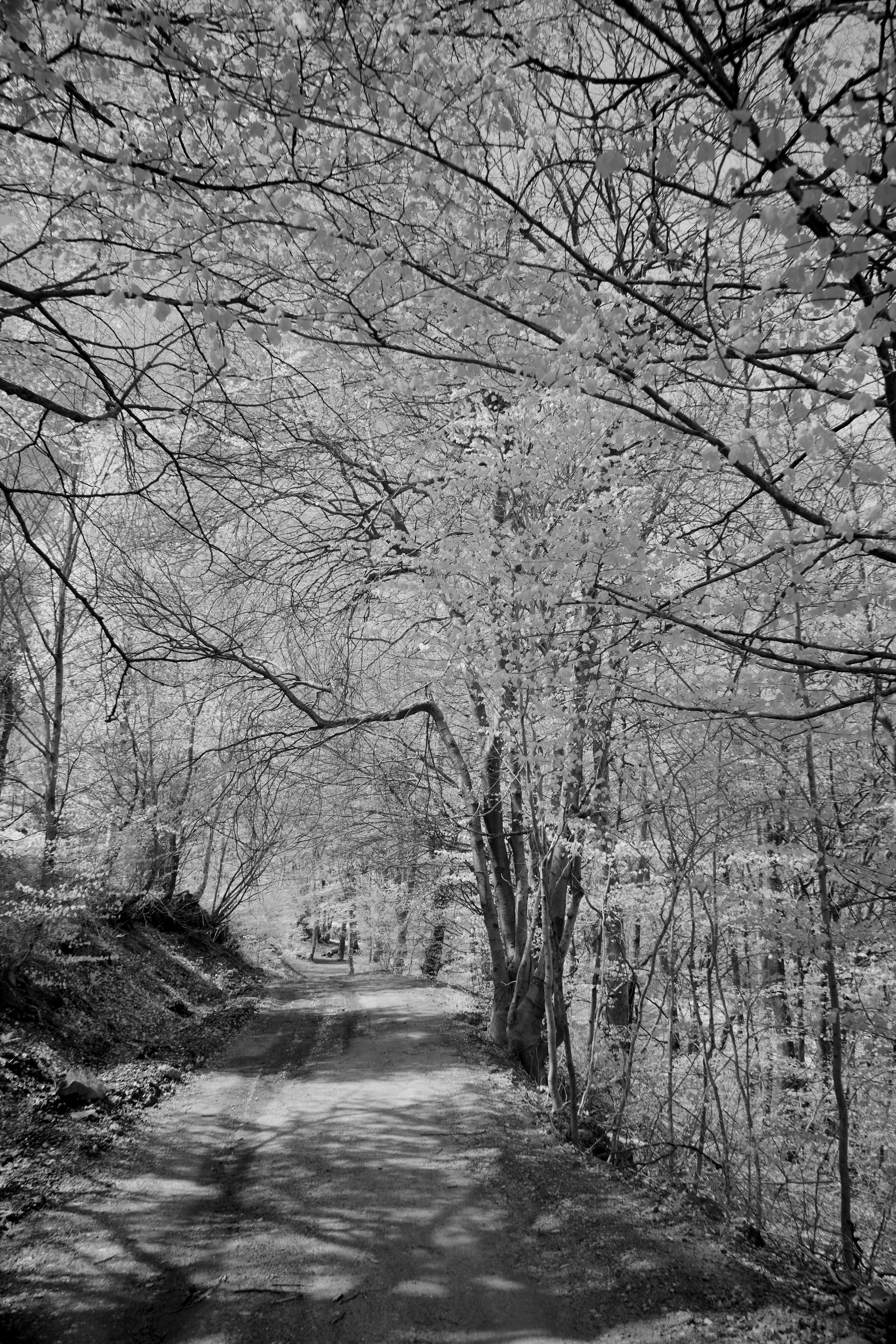 Photo by wolfgang_hasselmann