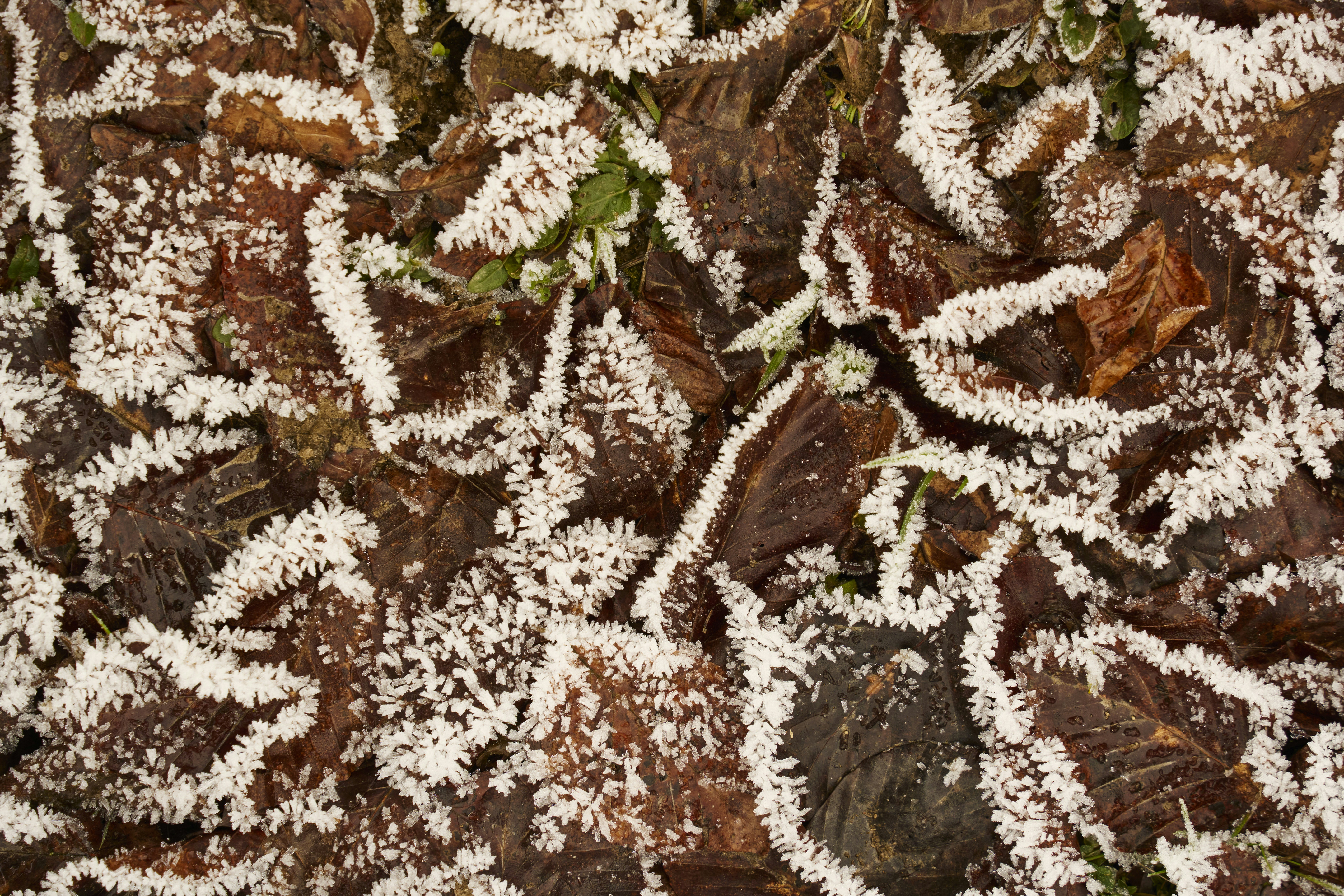 Photo by wolfgang_hasselmann