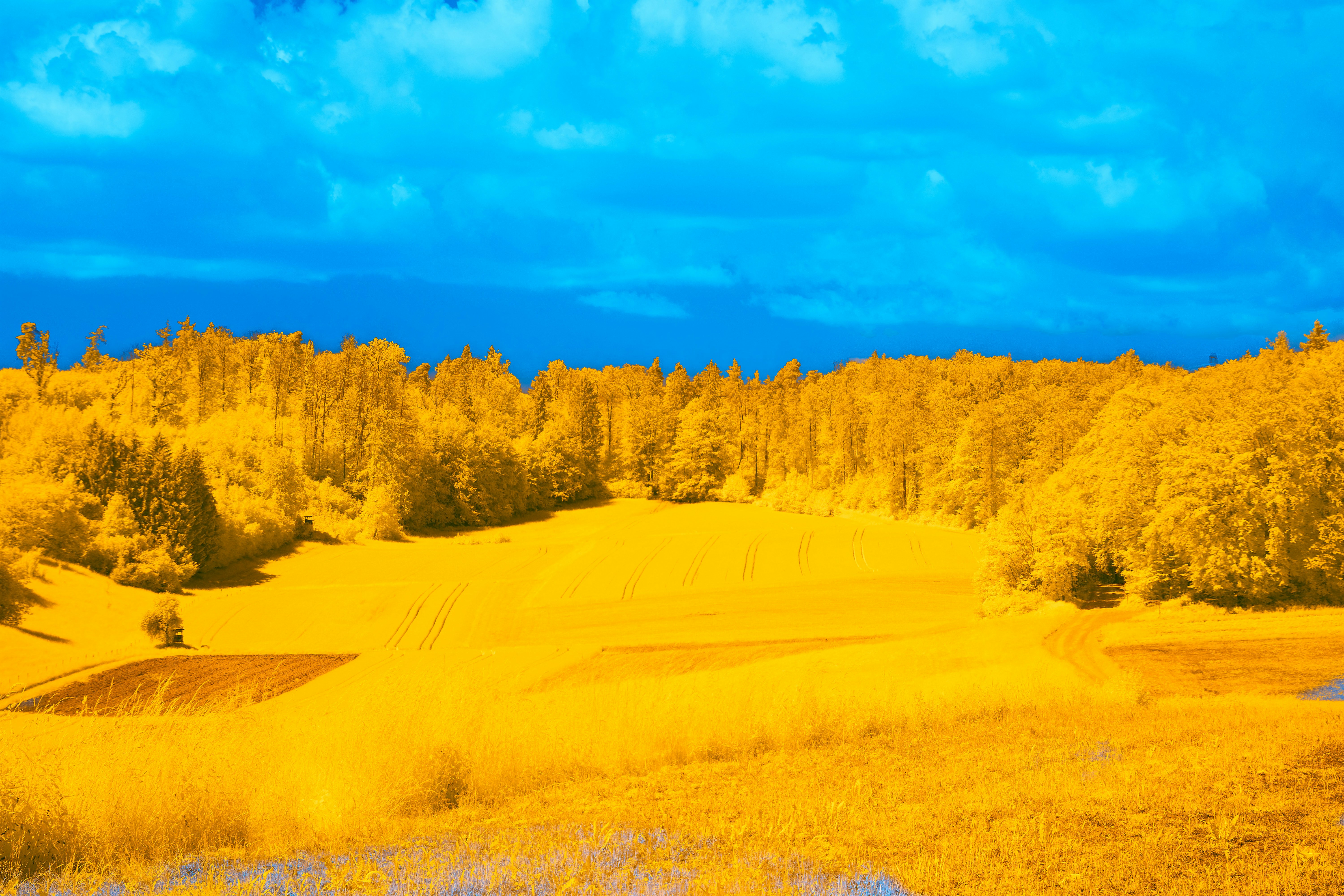 Photo by wolfgang_hasselmann