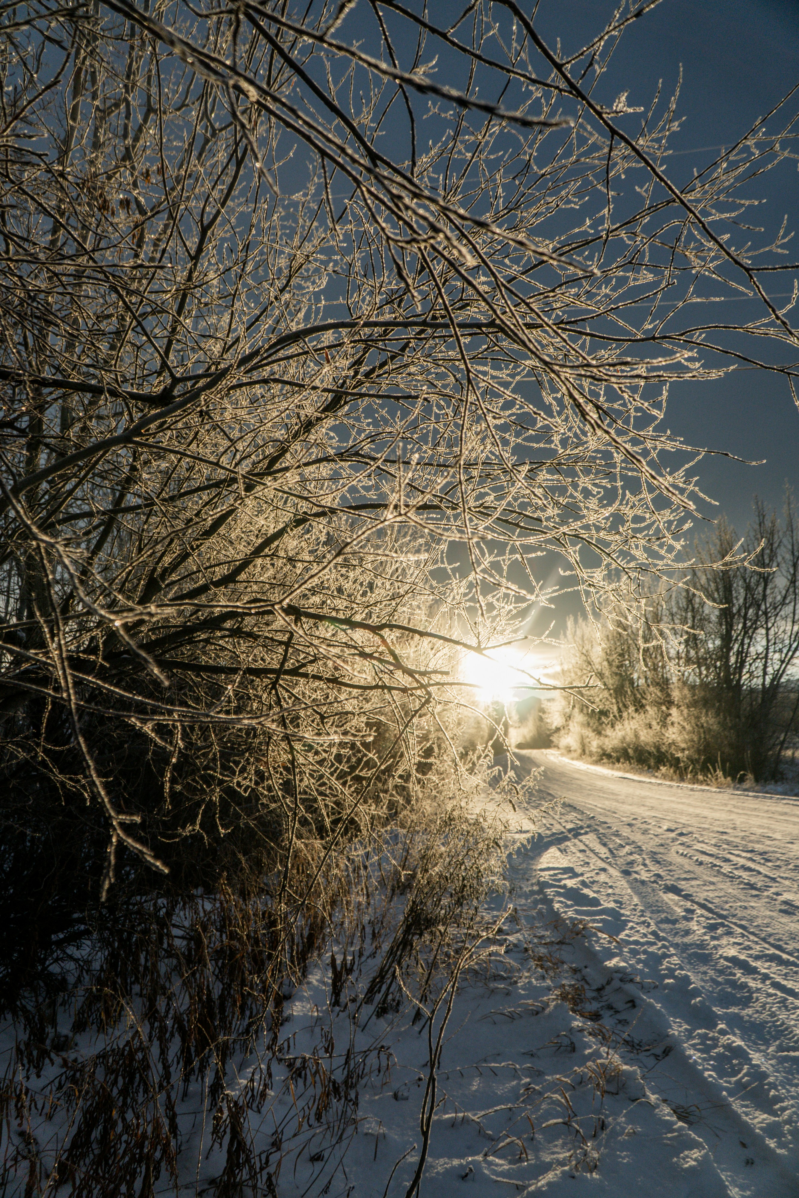 Ramas escarchadas bordean un camino nevado al amanecer.