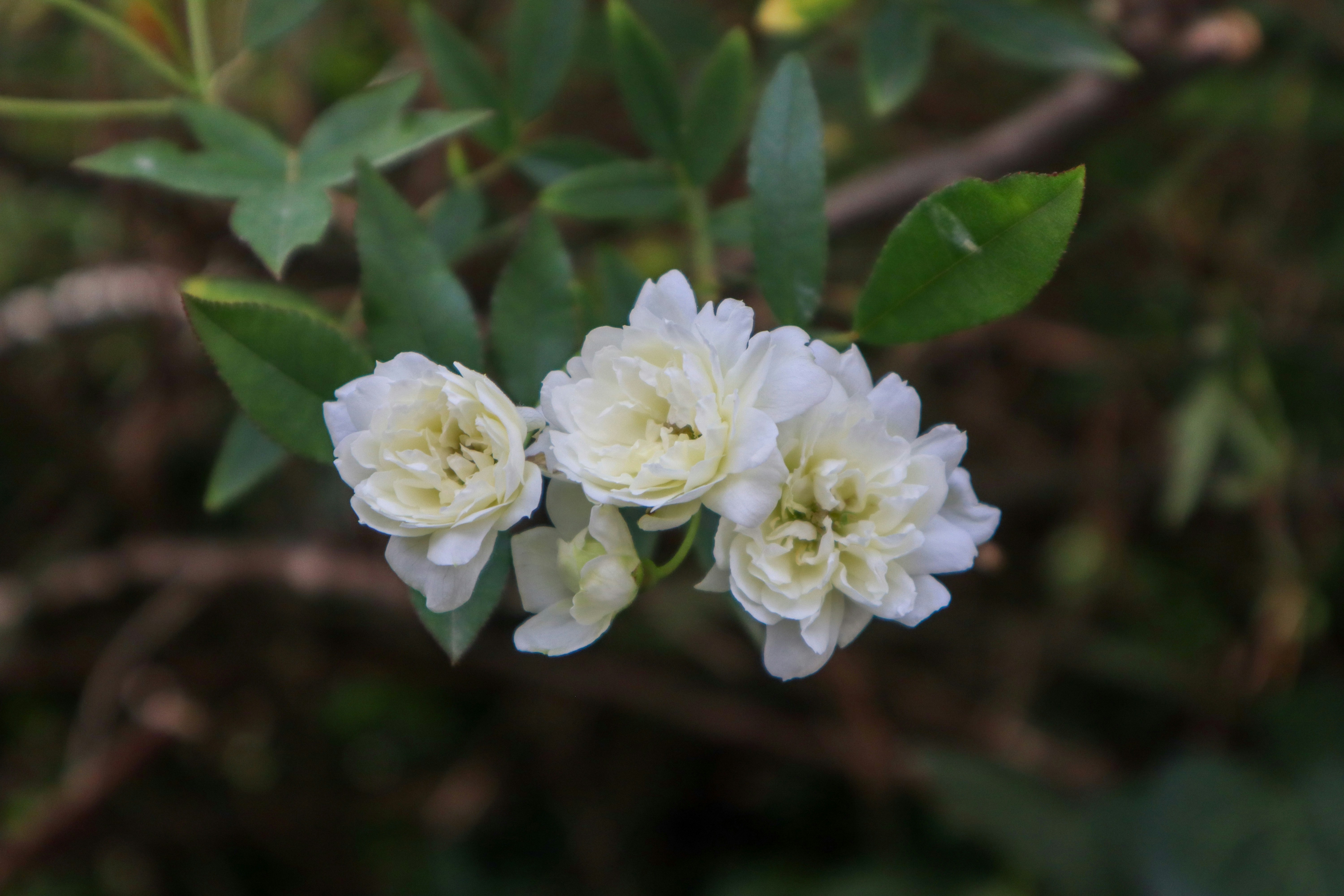 Photo by ecehasdemir