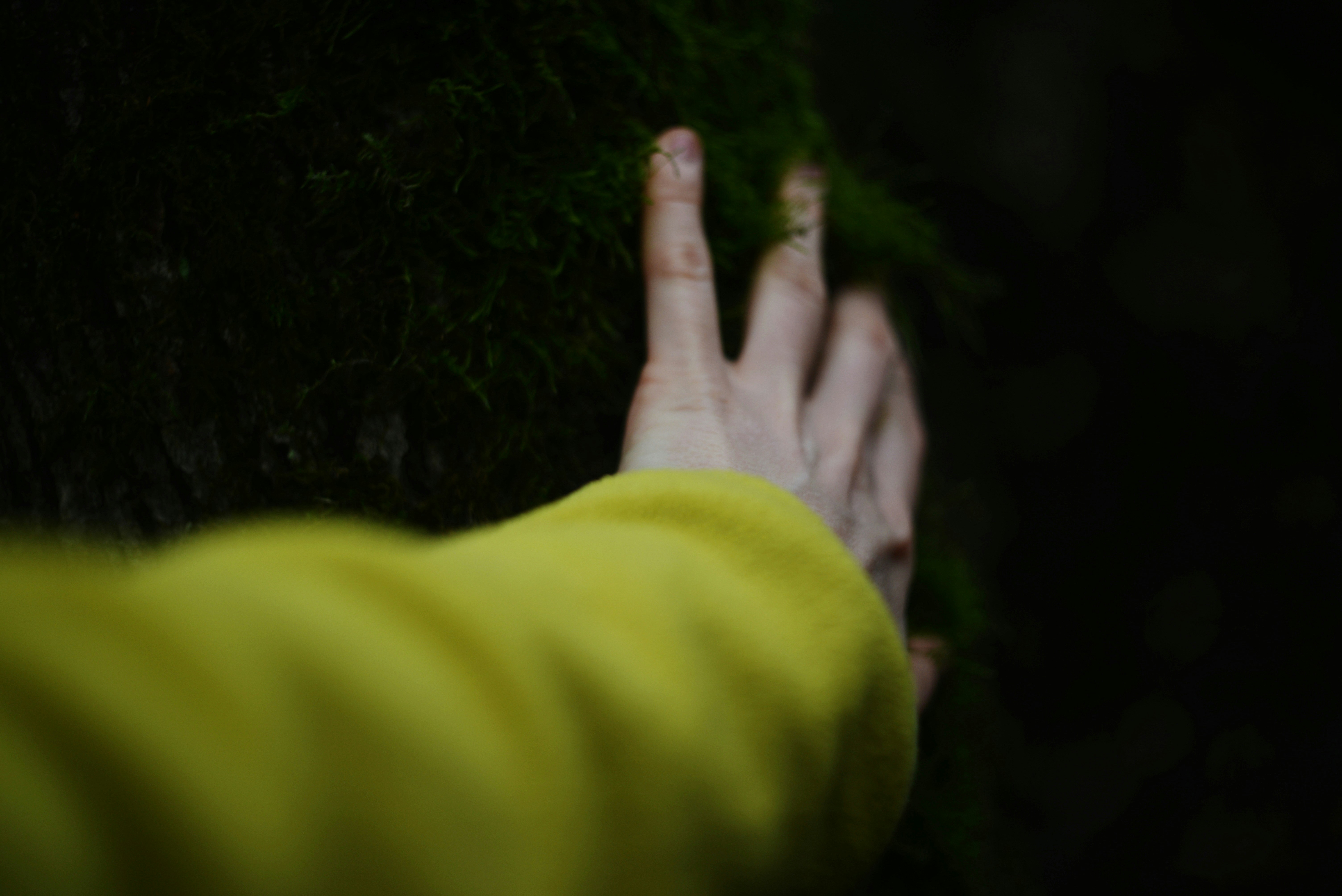 Hand touching moss in a dark forest.