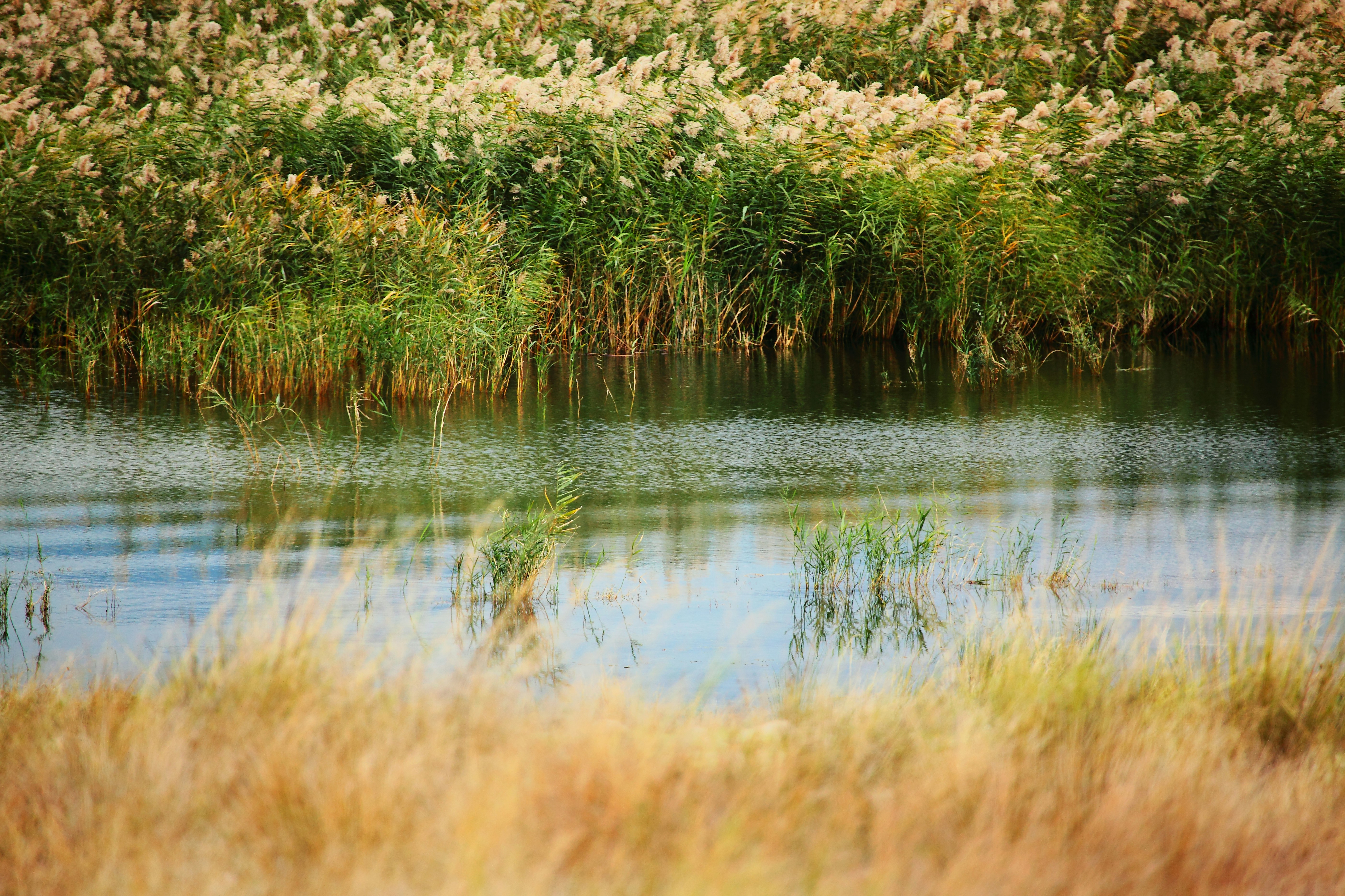 Tall grasses and reeds border a calm body of water.