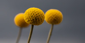 Three yellow craspedia flowers on gray background