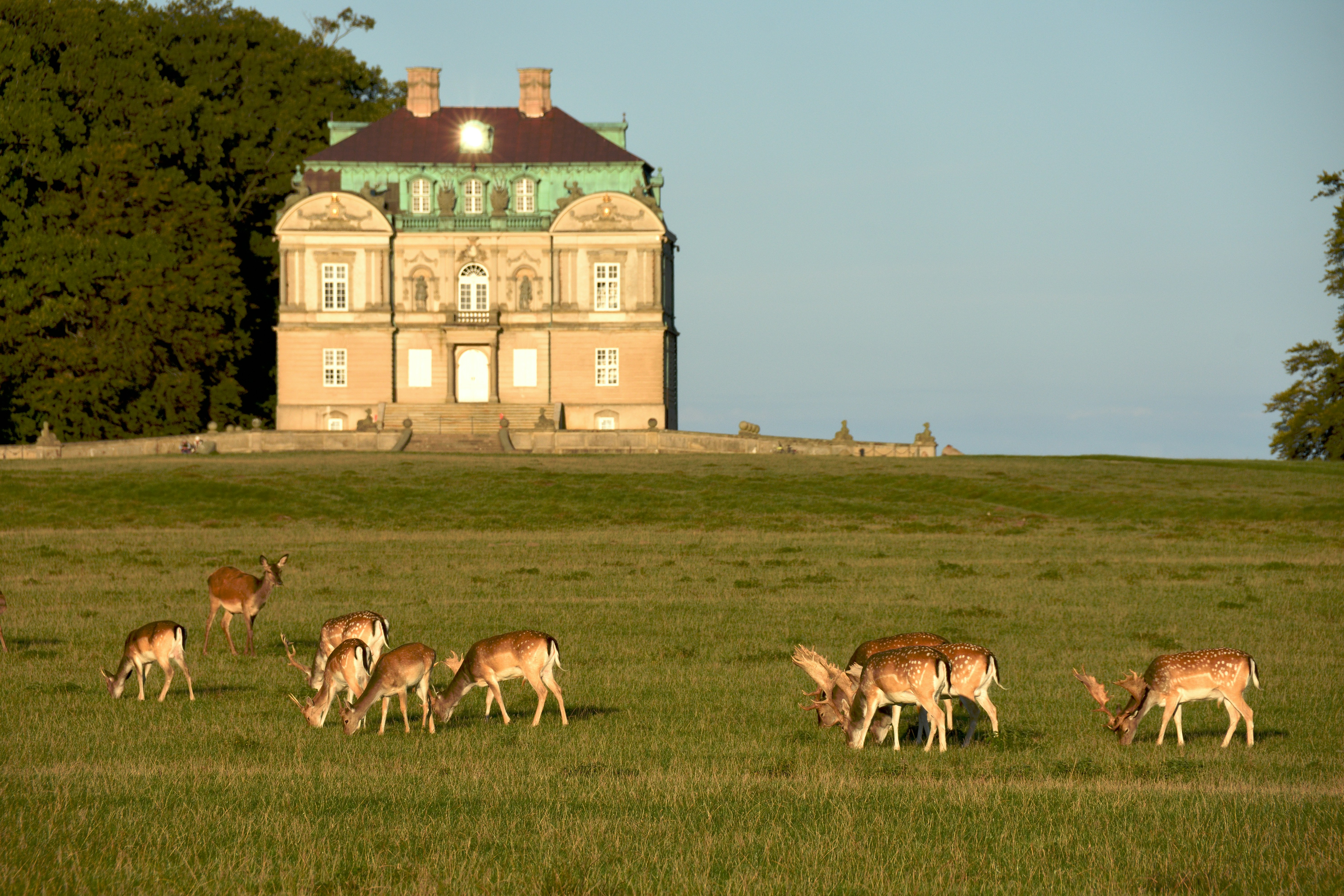 European Fallow Deer