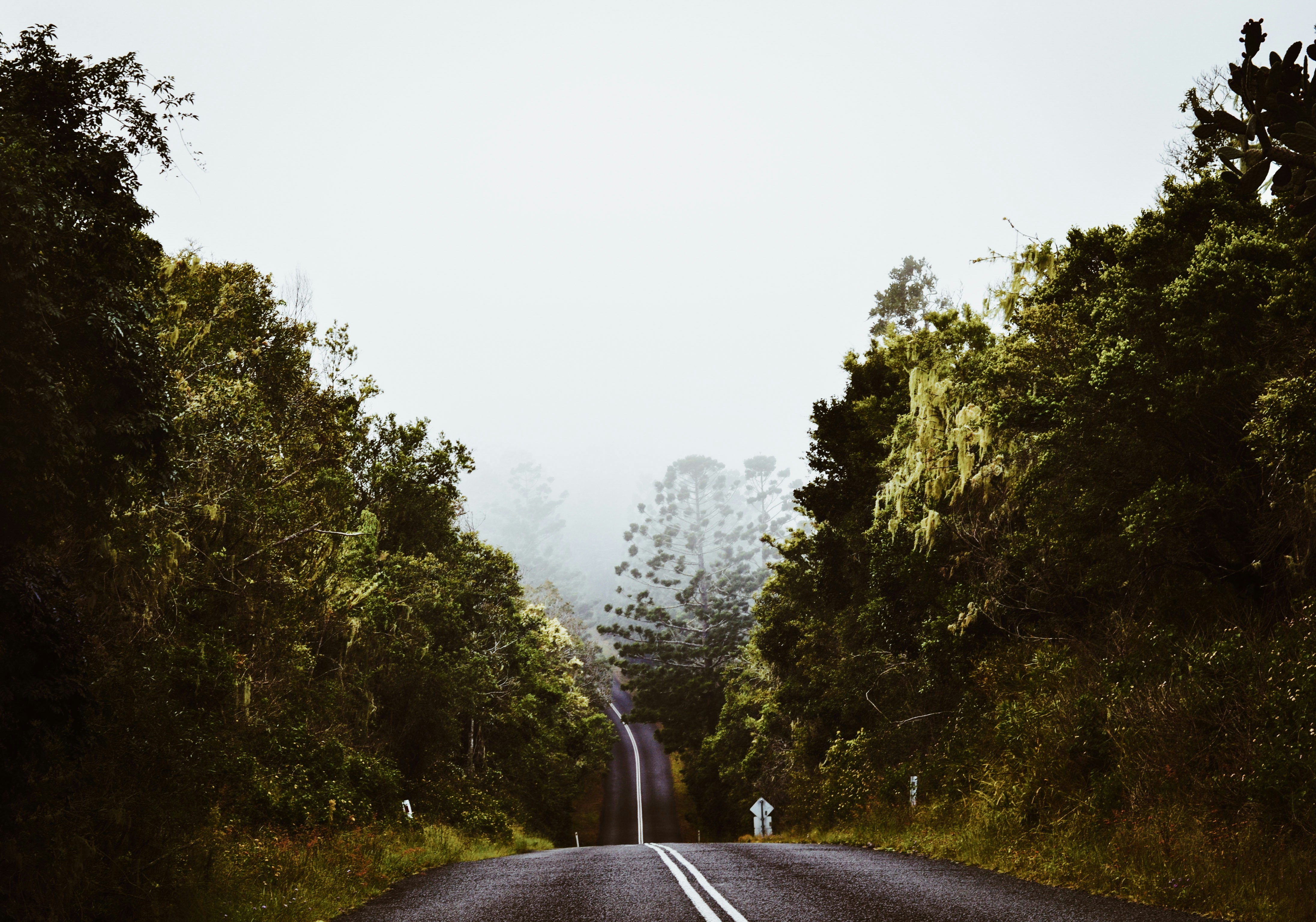 Winding road through a misty, tree-lined forest.