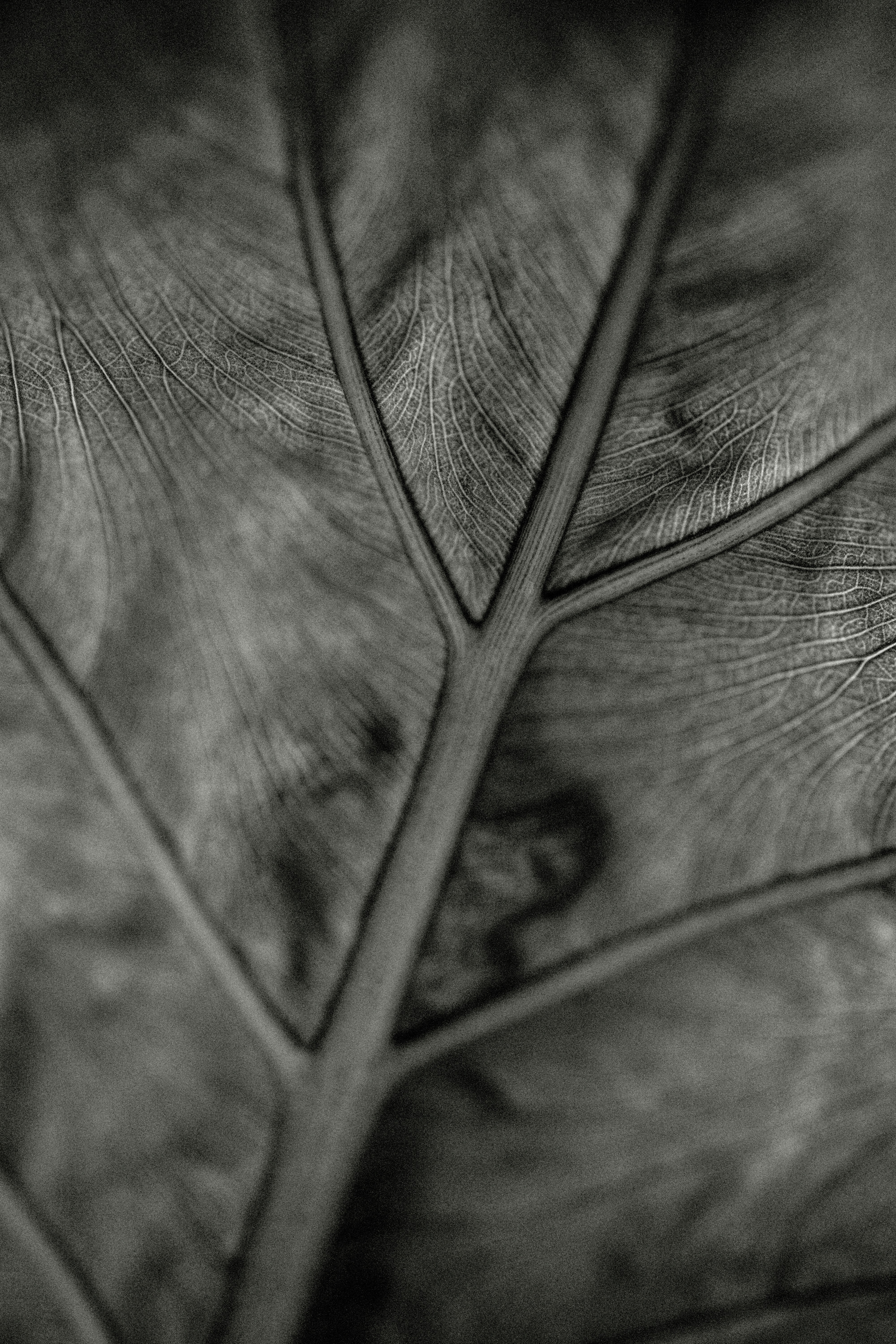 Close-up of a textured leaf vein pattern