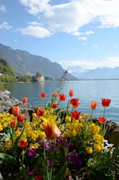 Colorful tulips and flowers by a lake with mountains