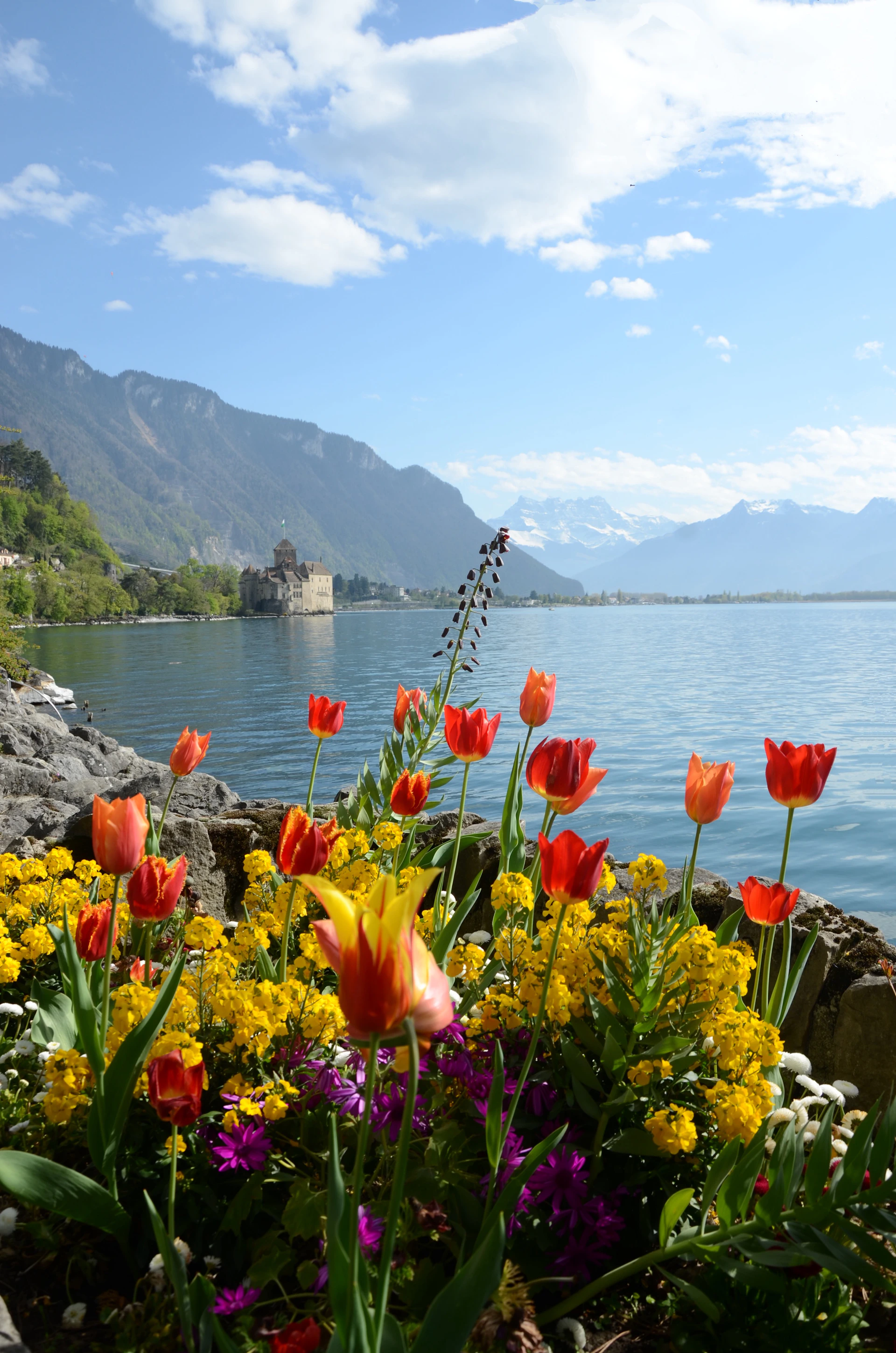 Colorful tulips and flowers by a lake with mountains