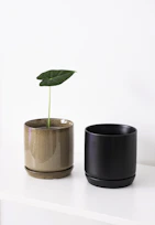 Two potted plants on a white shelf.