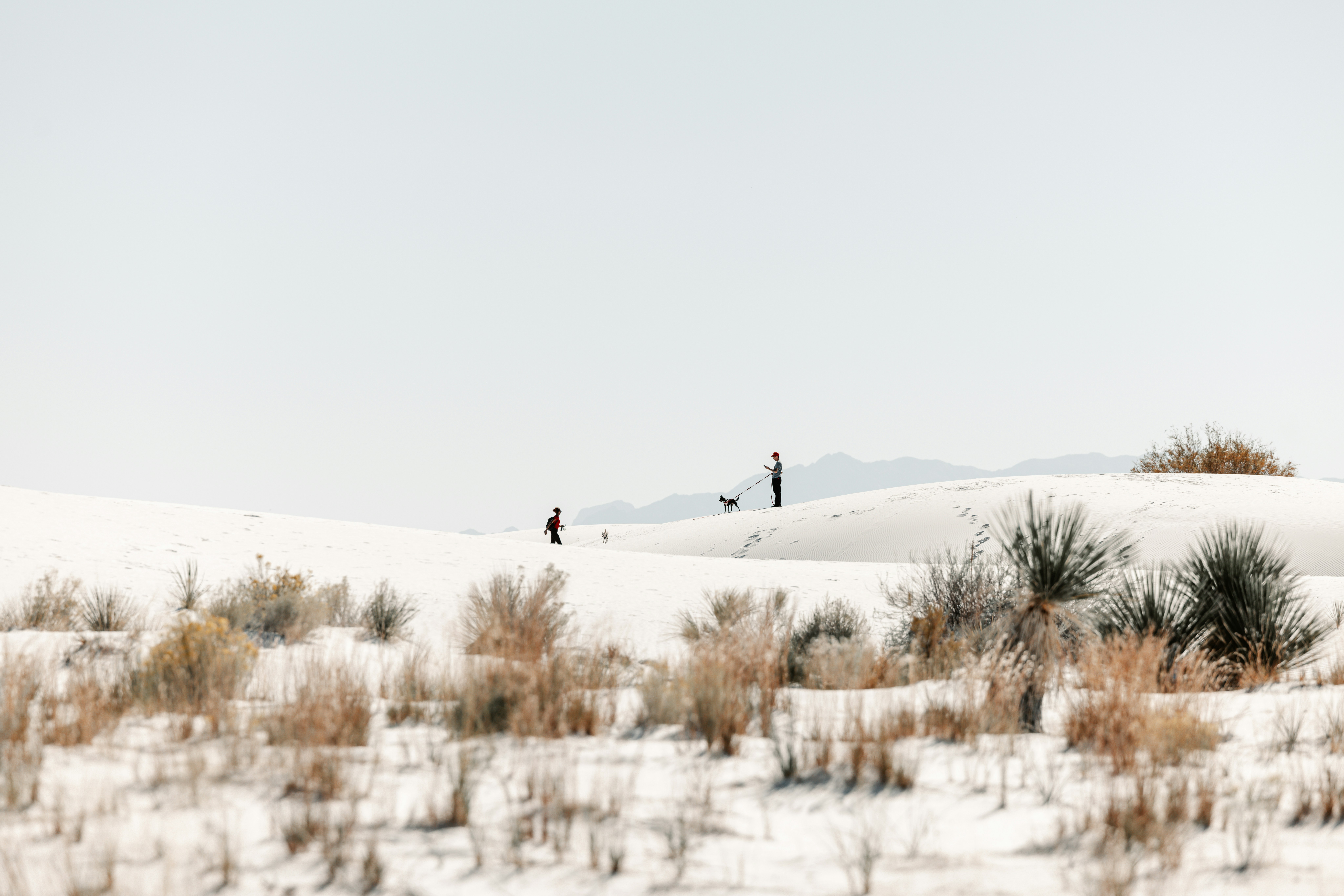 People walking across vast white sand dunes with sparse vegetation ...