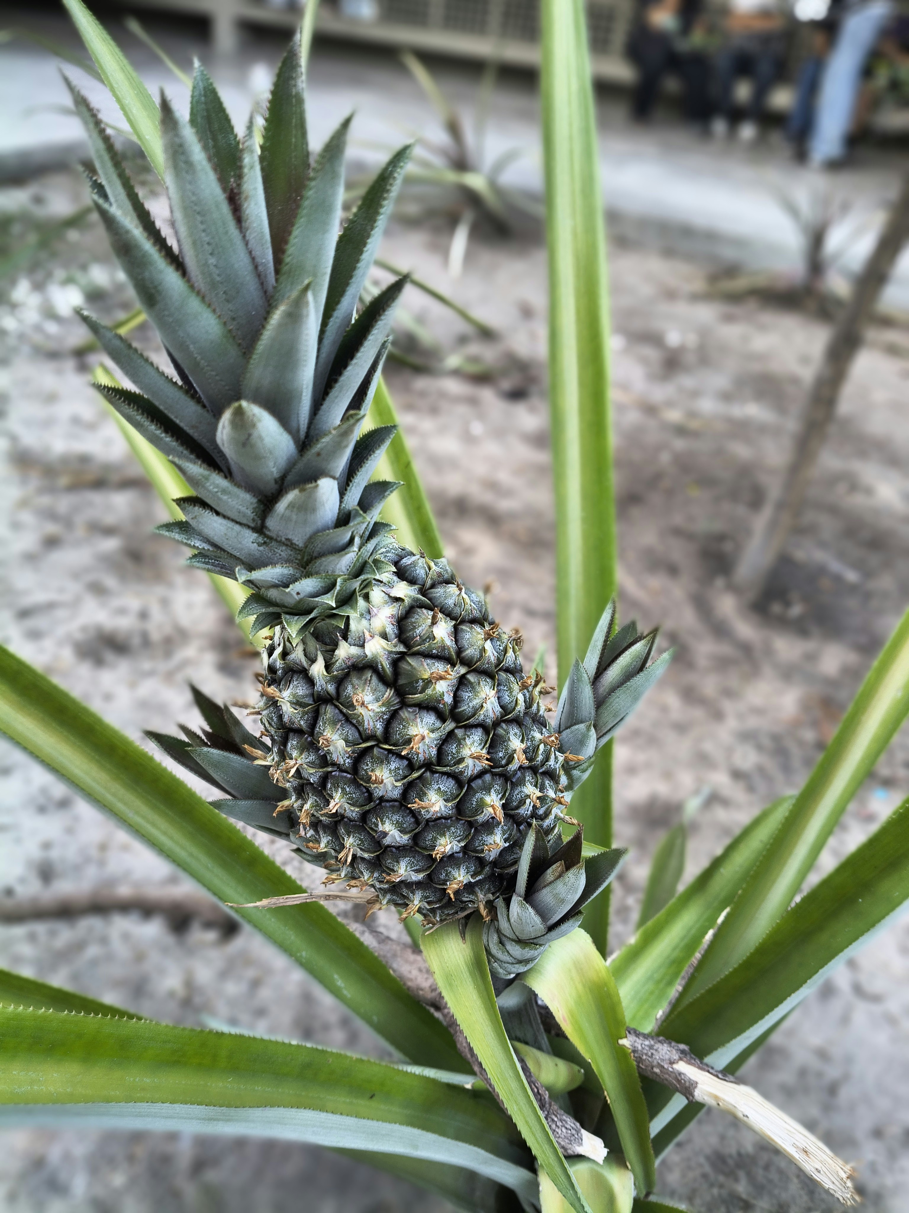 Photo by eletromarlon