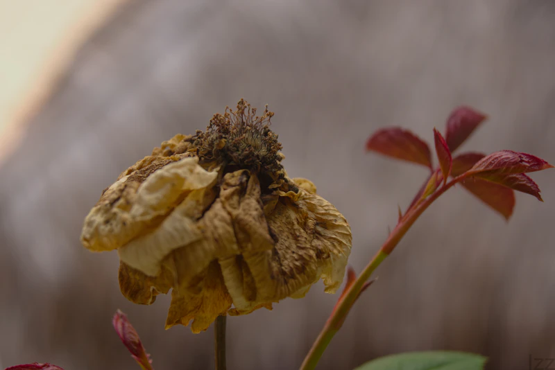 Underwatering & Chronic Drought Stress