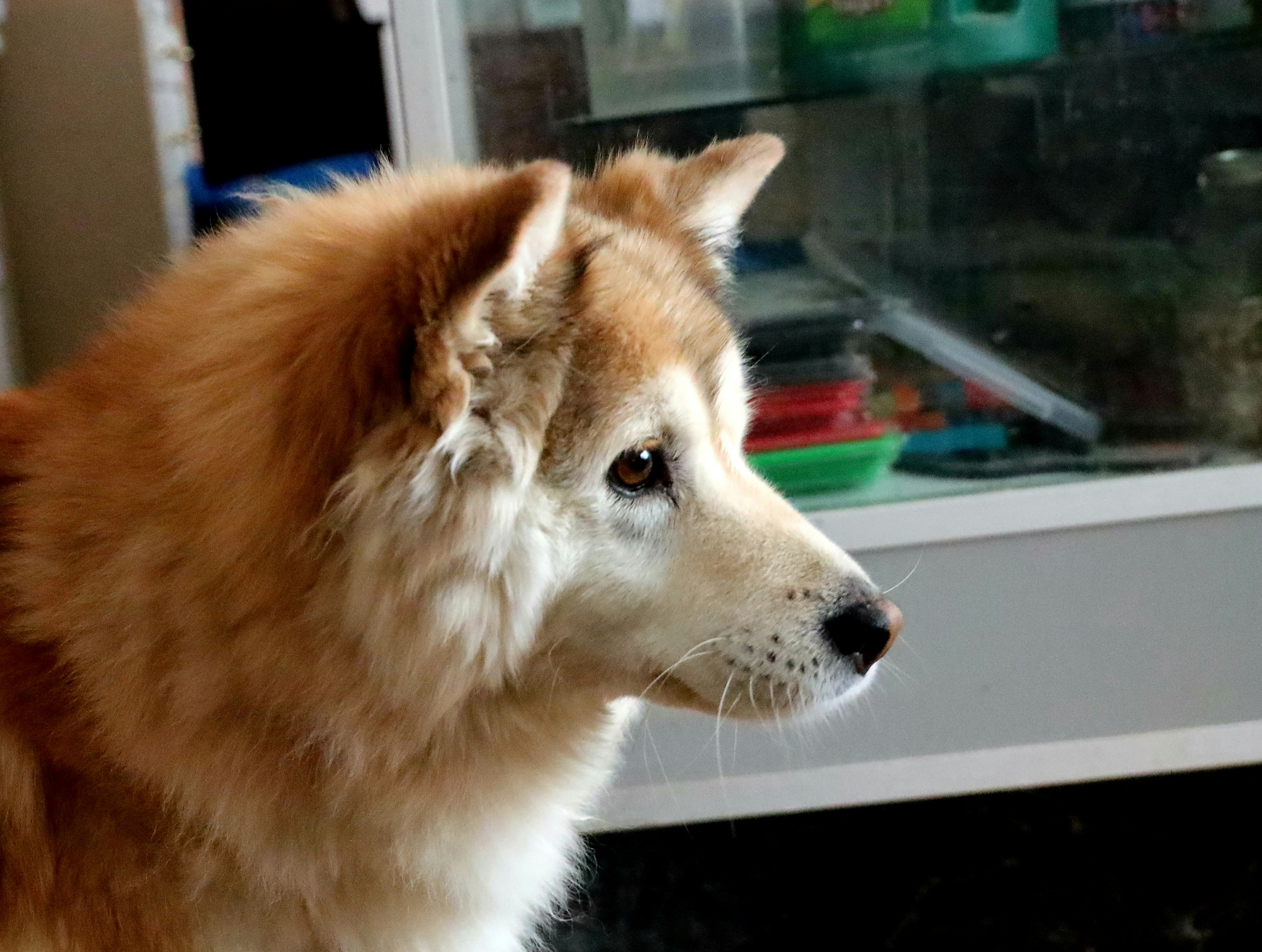 A fluffy dog with brown and white fur looks away.