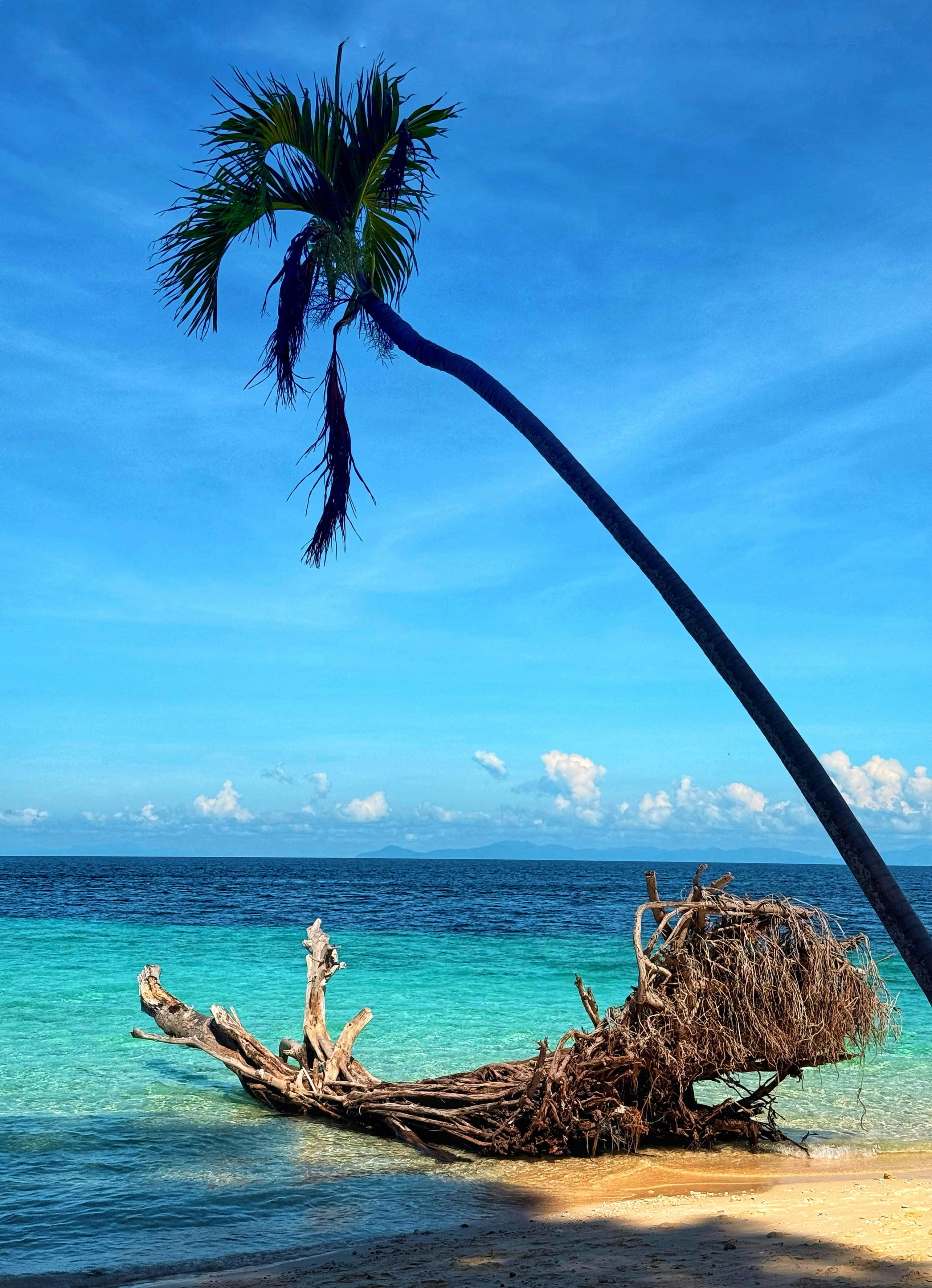 A bent palm tree and driftwood on a tropical beach.