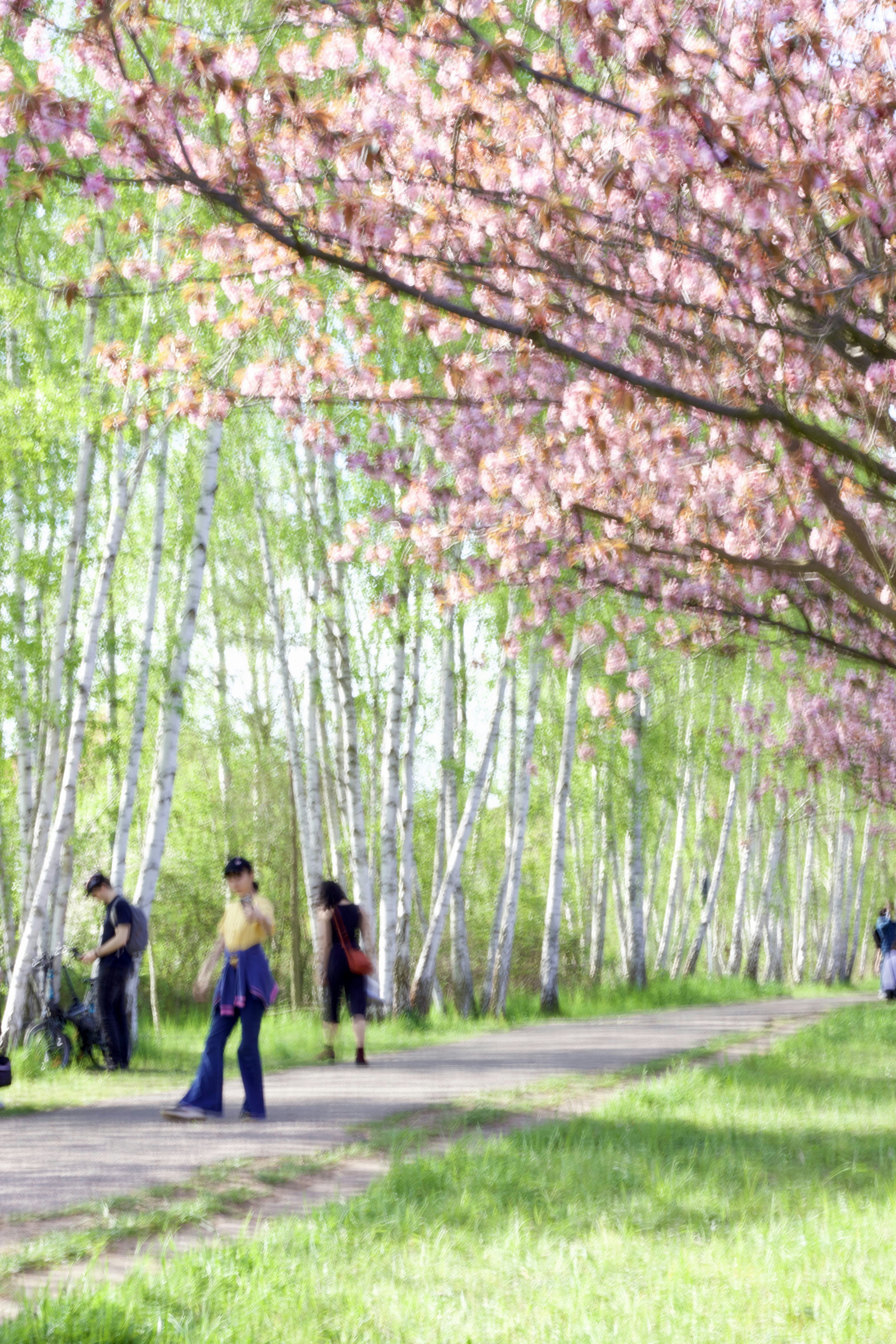 Pessoas caminhando por um caminho sob cerejeiras em flor.