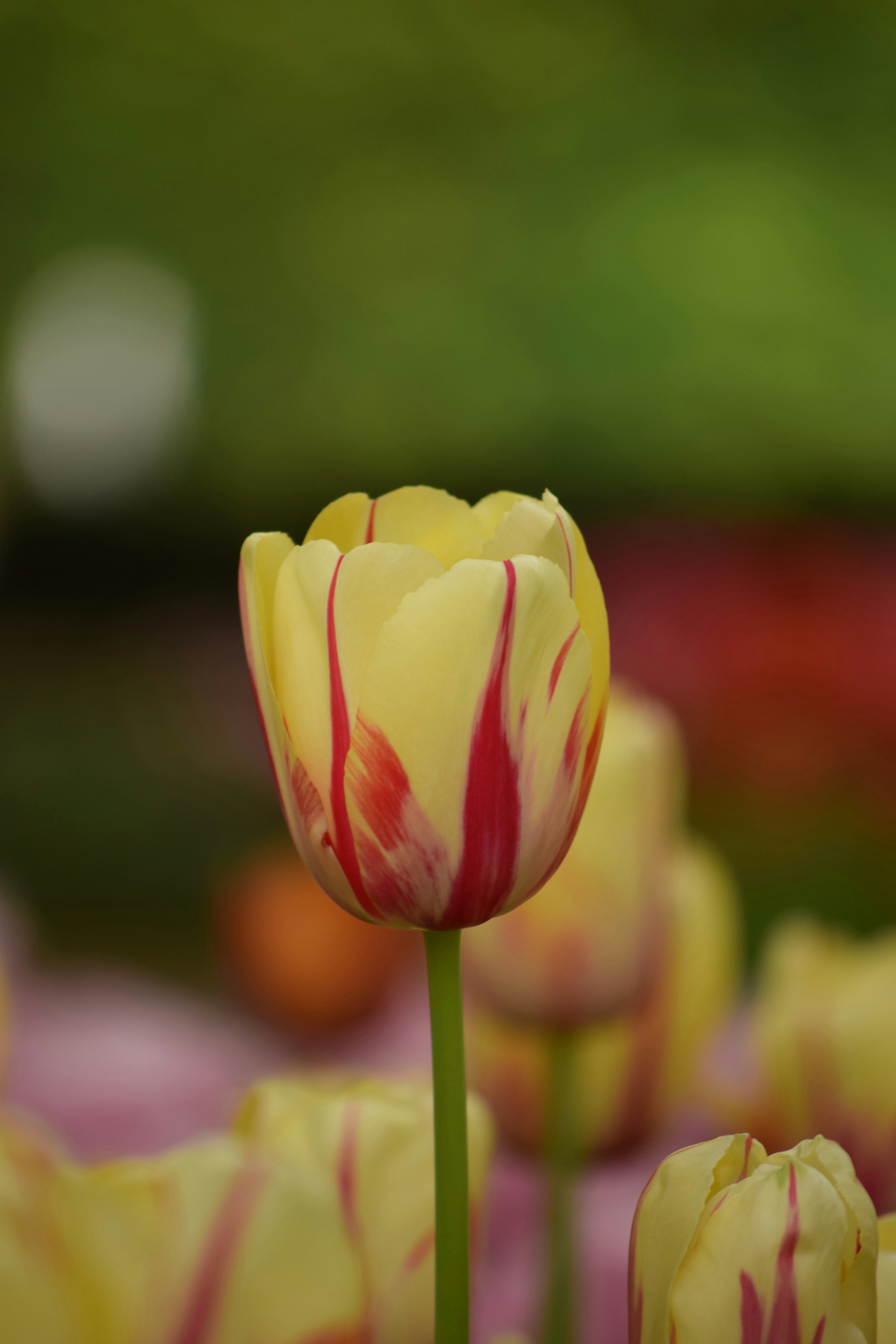 Yellow tulip with red streaks in a field
