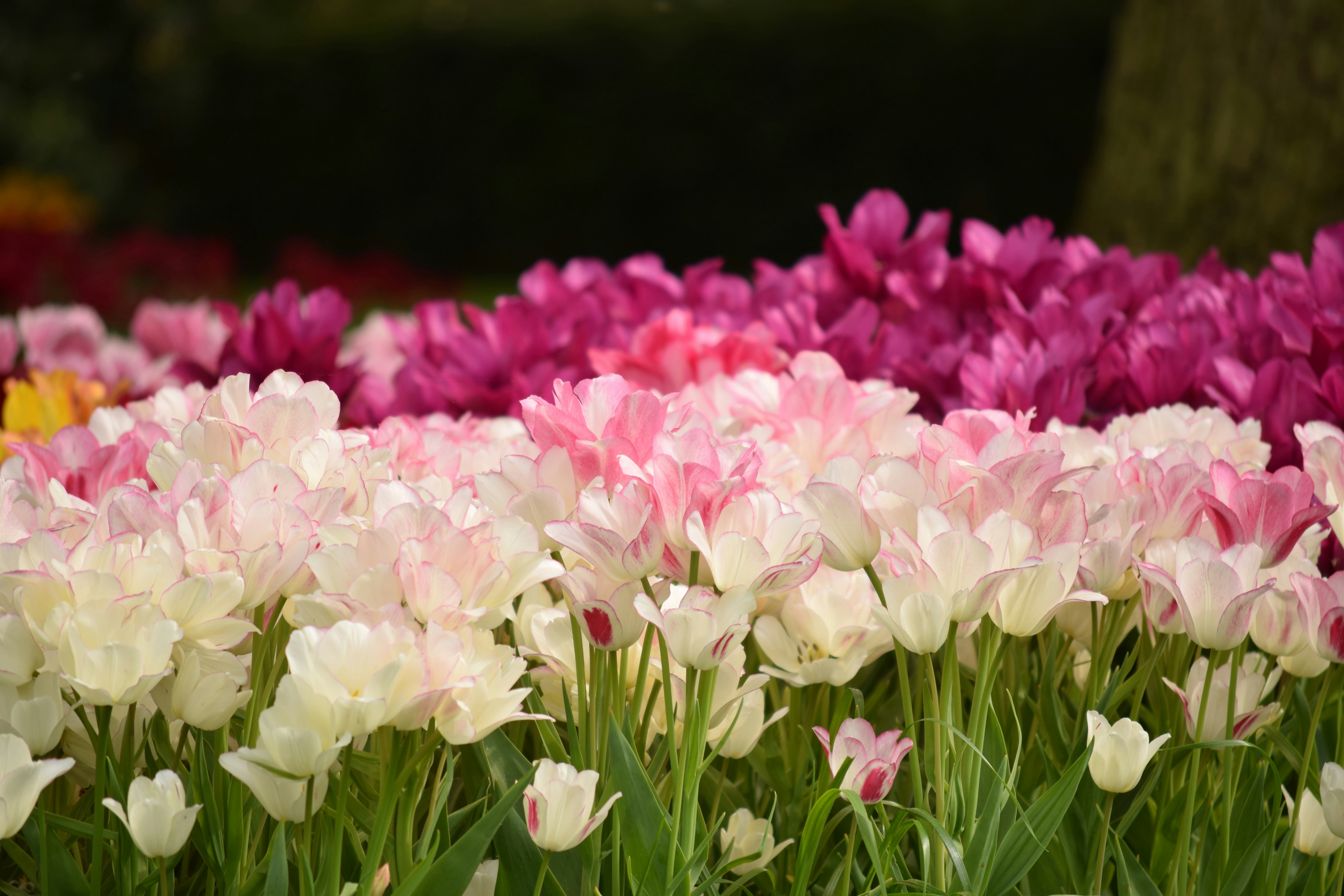 Rows of pink and white tulips in a garden.