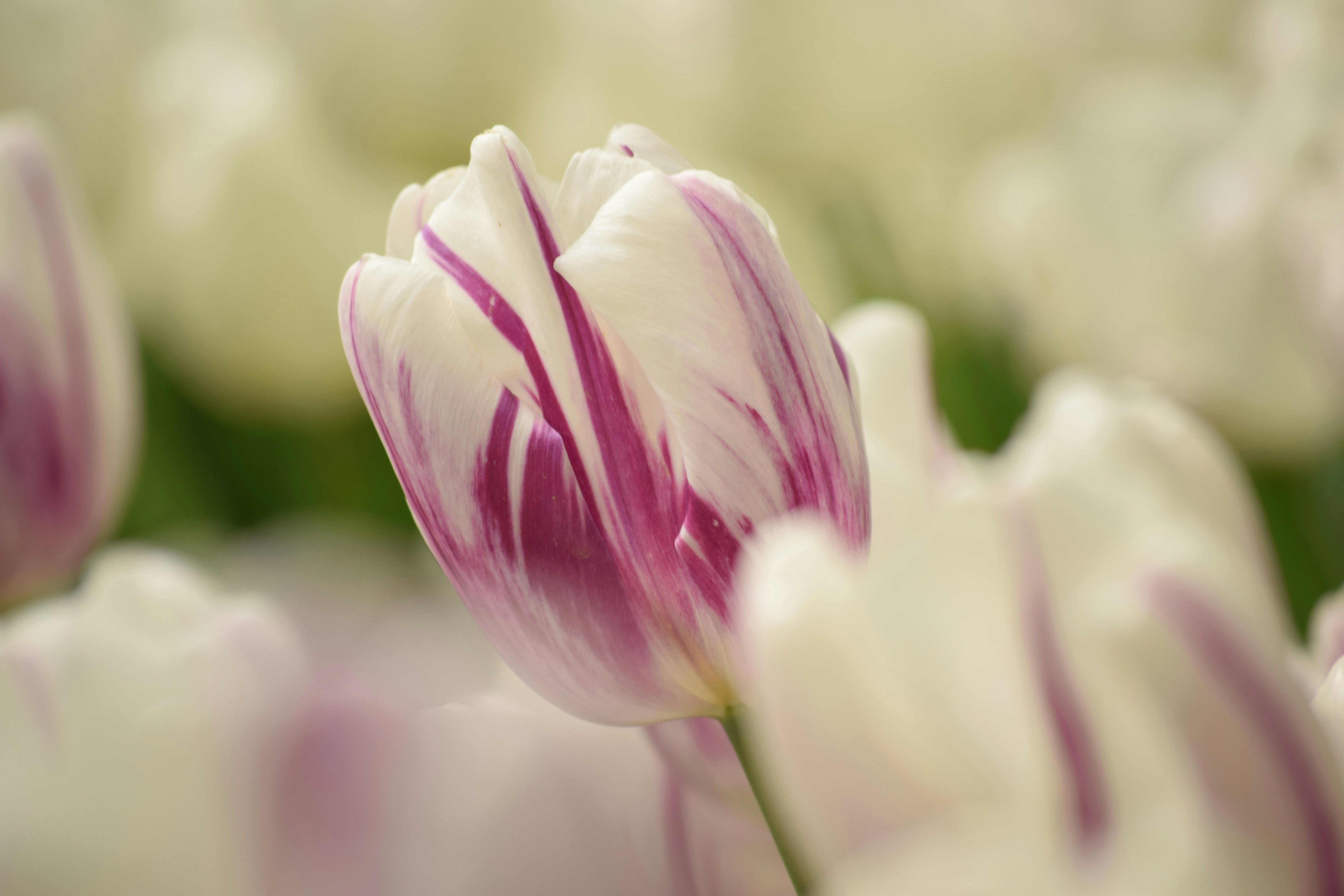 Close-up of a white tulip with purple stripes.
