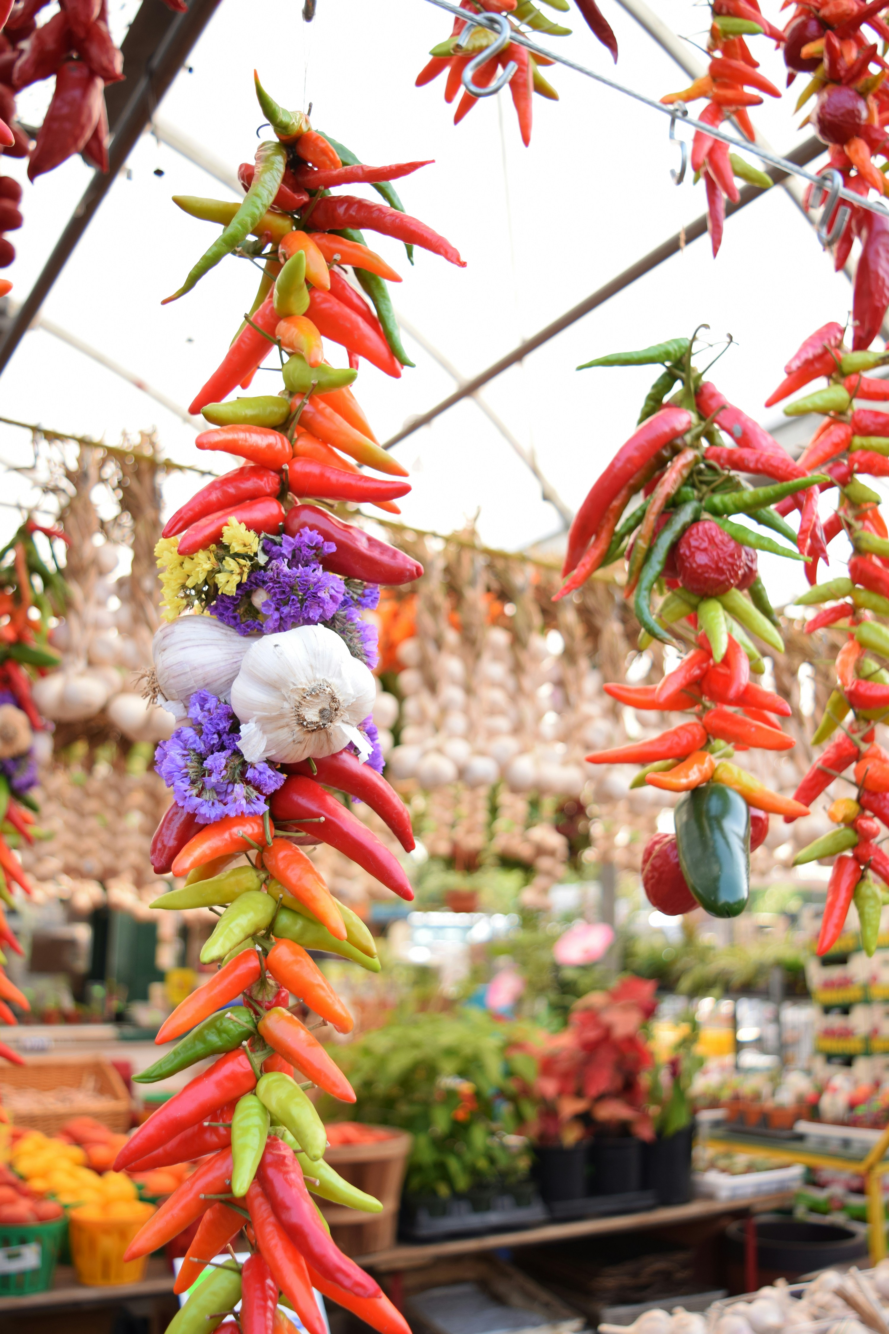 Bunches of colorful chili peppers and garlic hanging.
