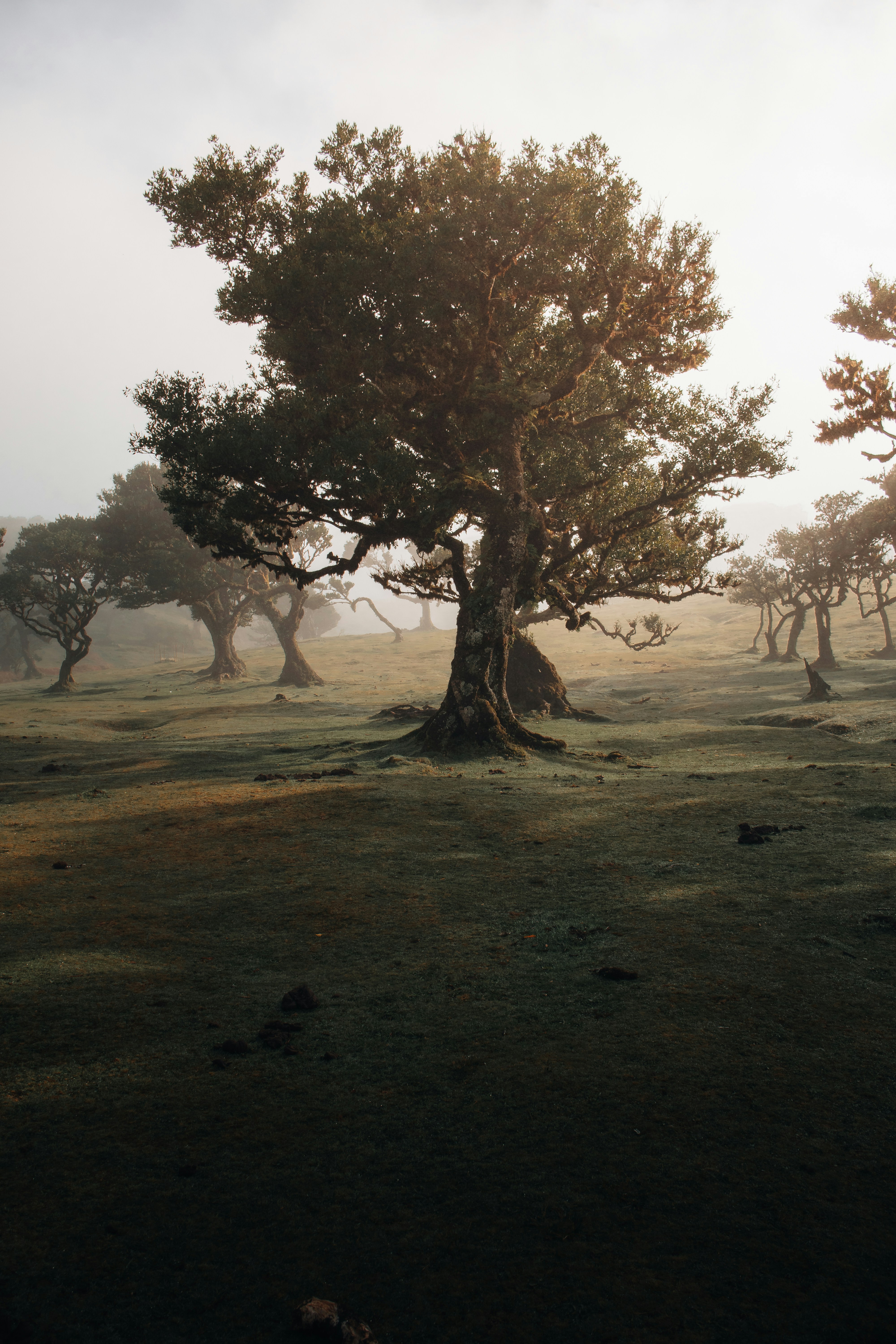 Misty forest with ancient, gnarled trees.