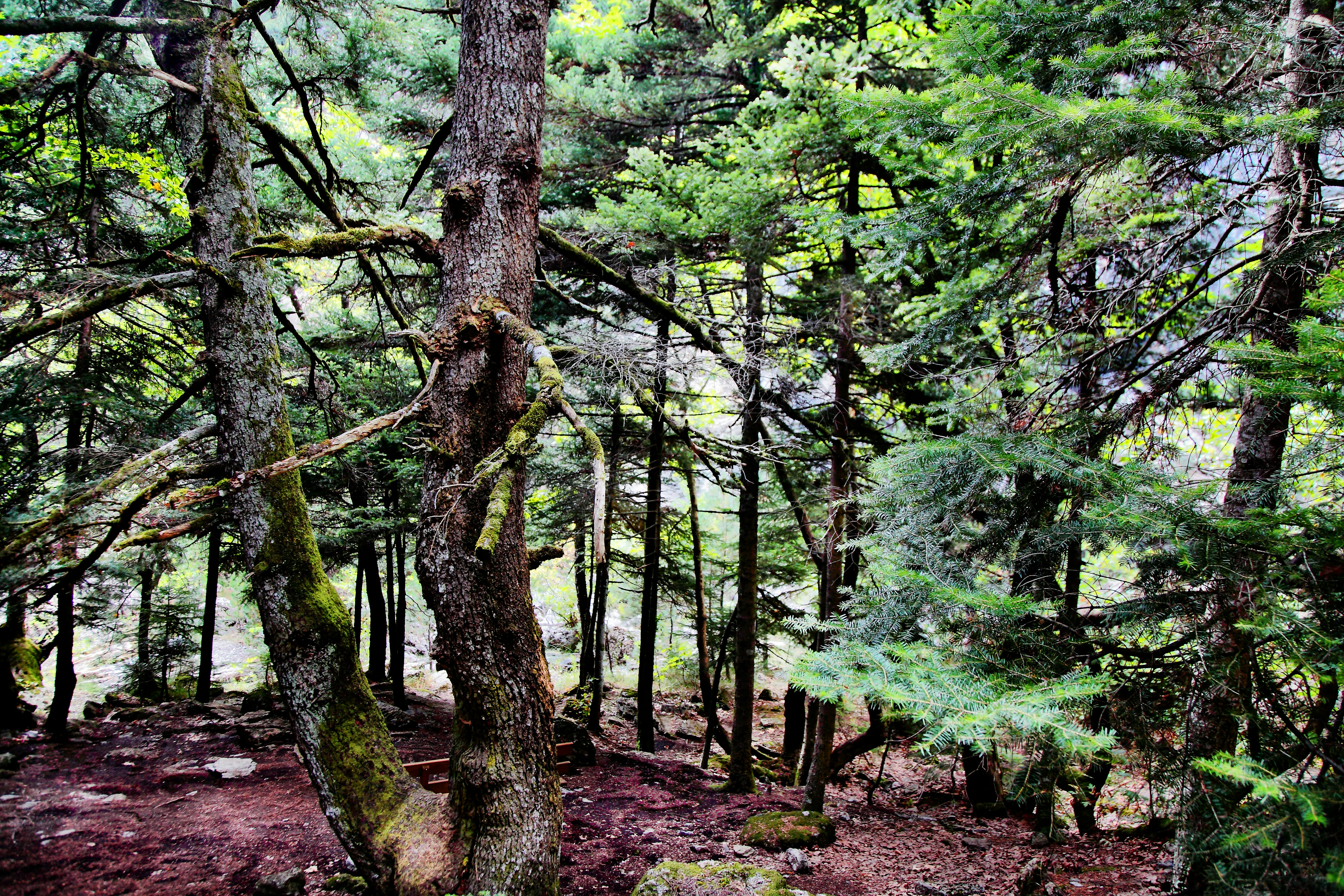 Dense forest with moss-covered trees and rocky ground.