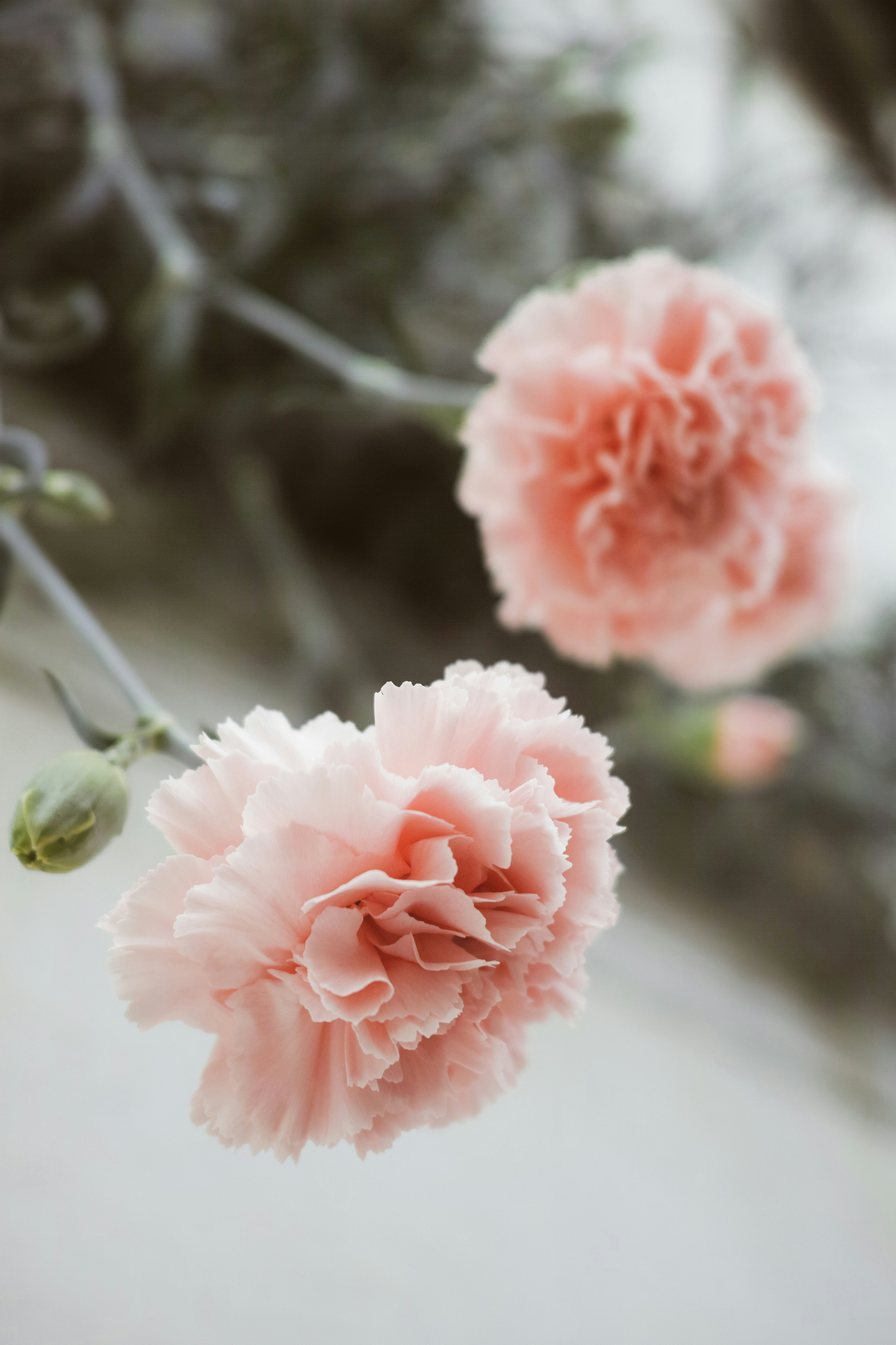 Two delicate pink carnations with buds.