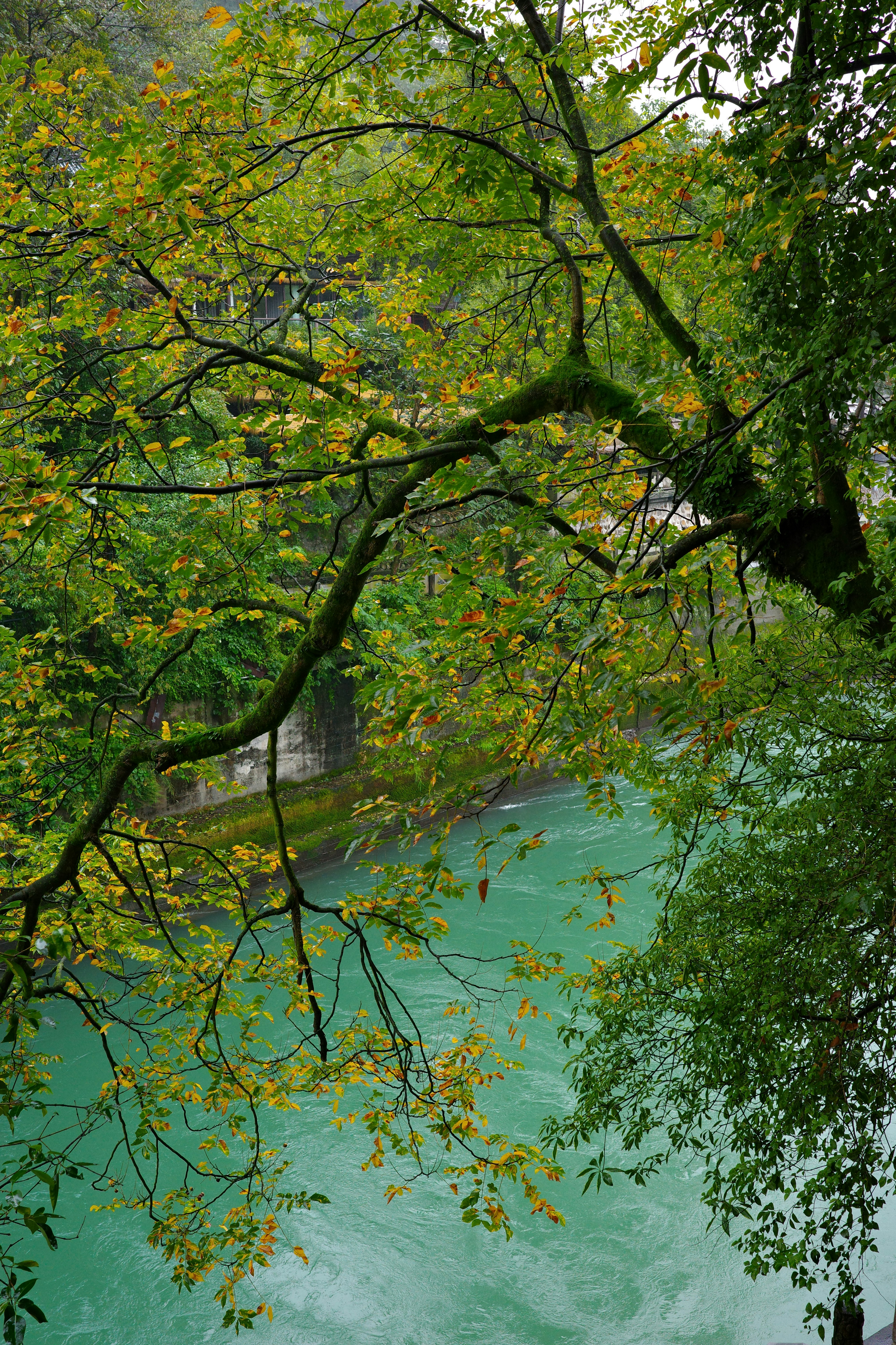 Green tree branches overhang a turquoise river.