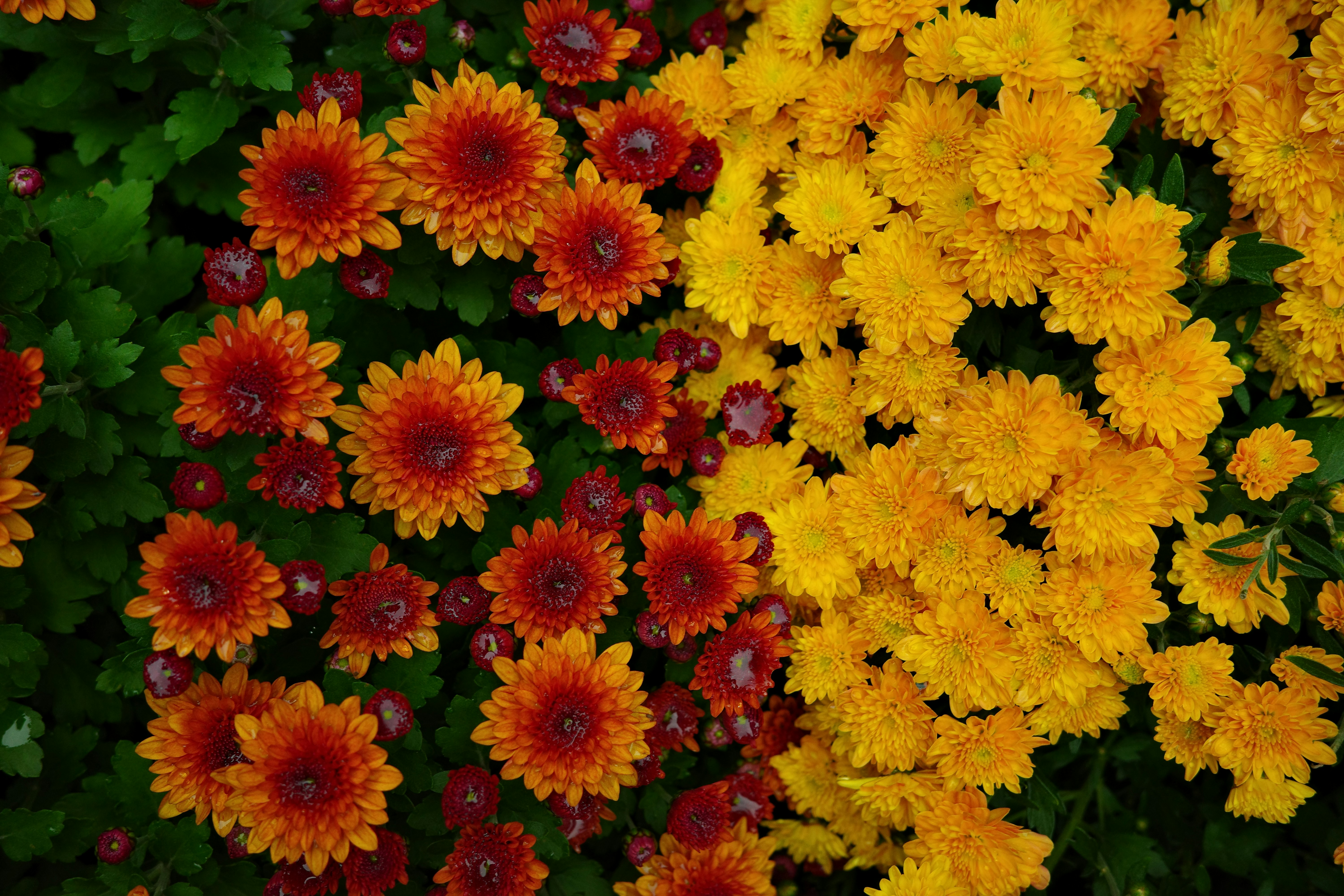 Orange and yellow chrysanthemums bloom together.