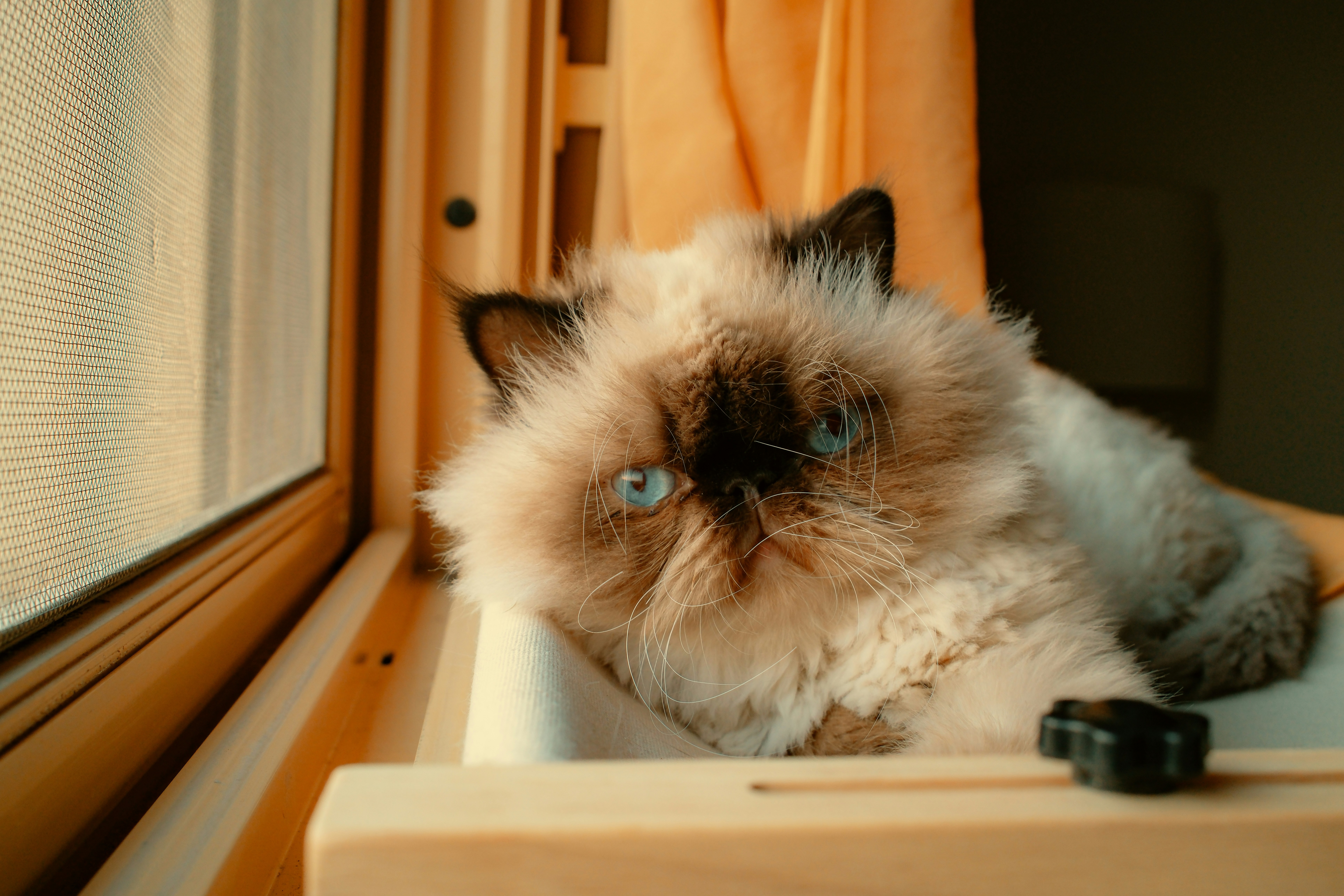 Um gato fofinho de olhos azuis olha pela janela.
