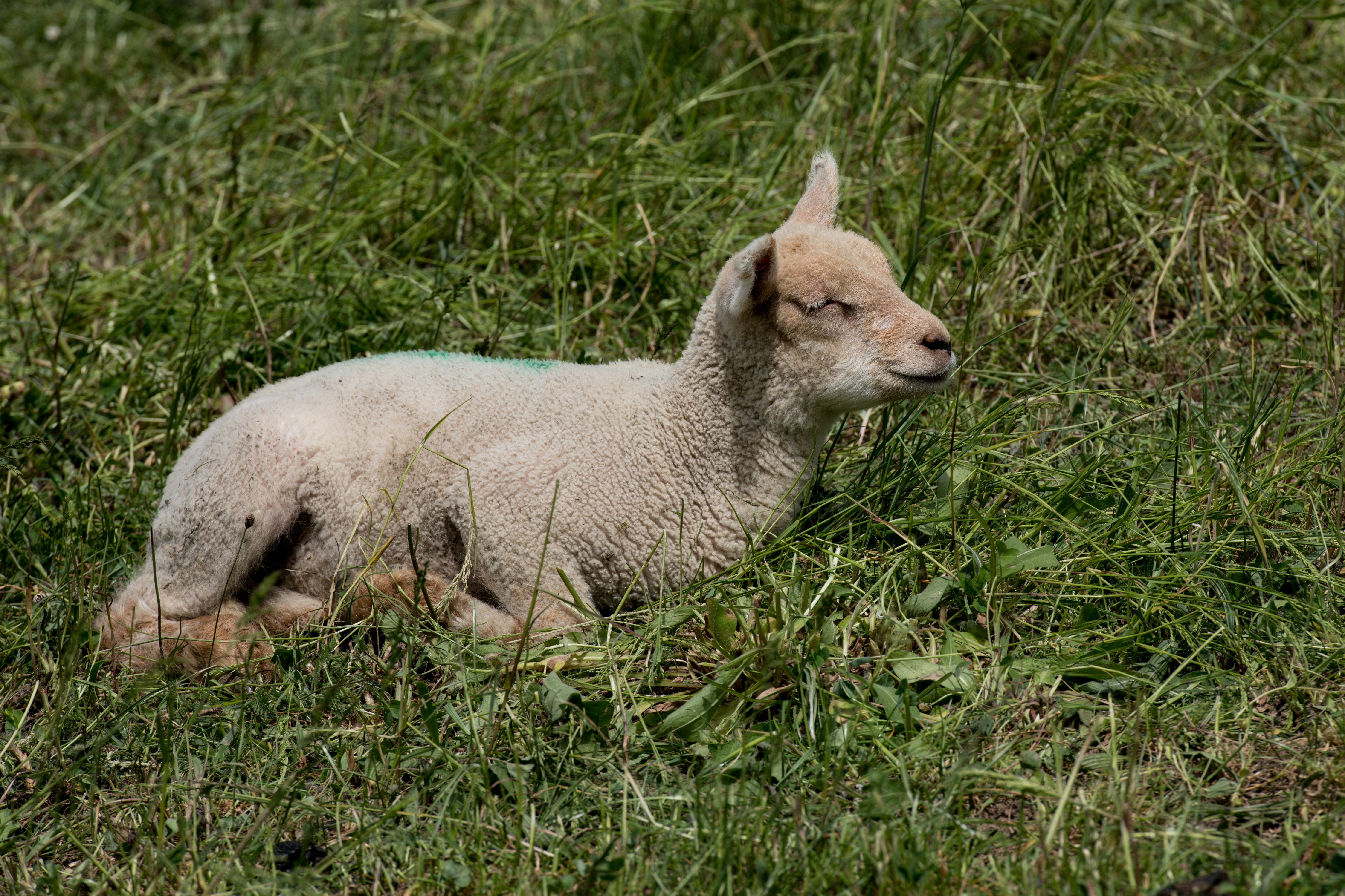 A young lamb rests in green grass.