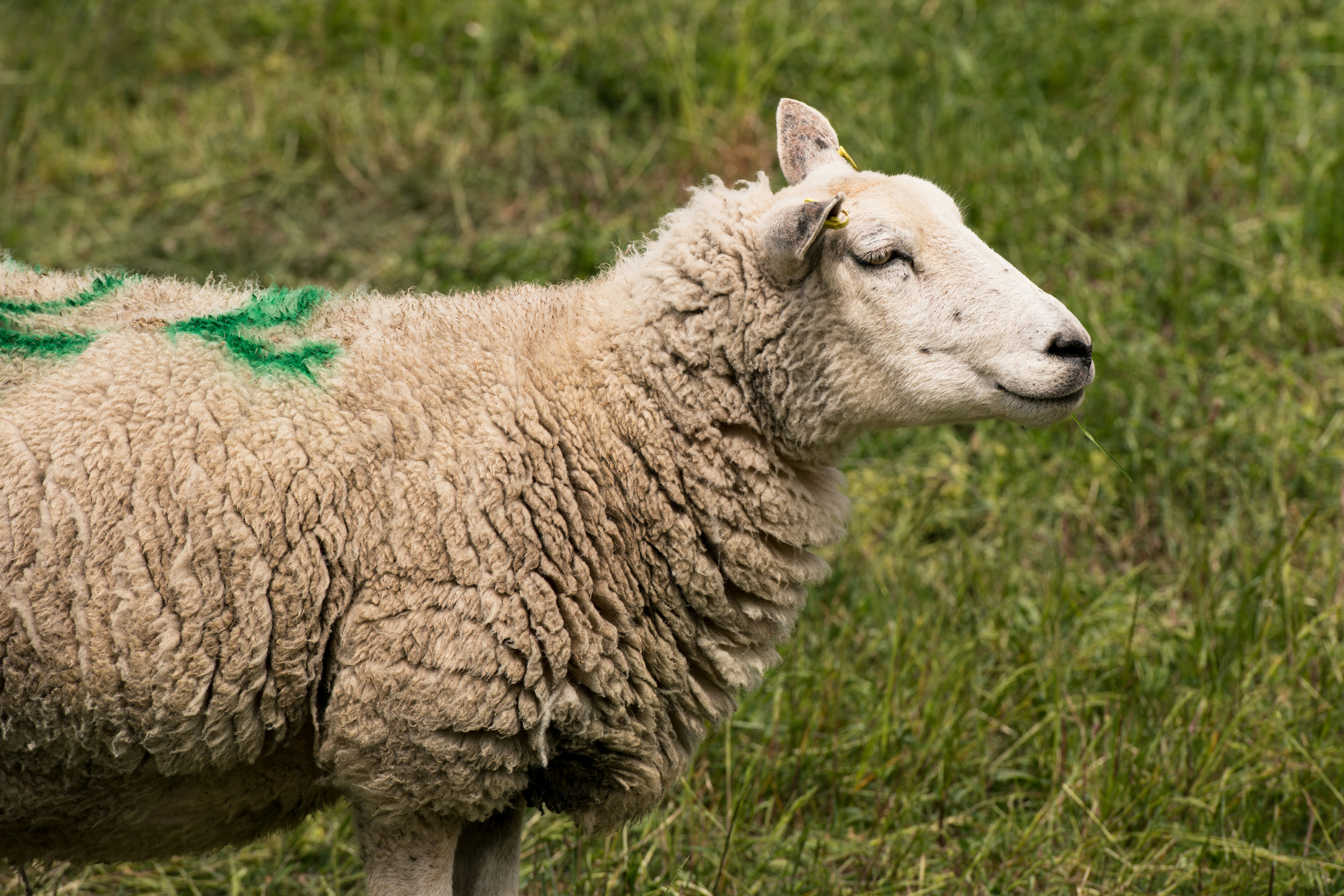 A sheep with green markings stands in a field.