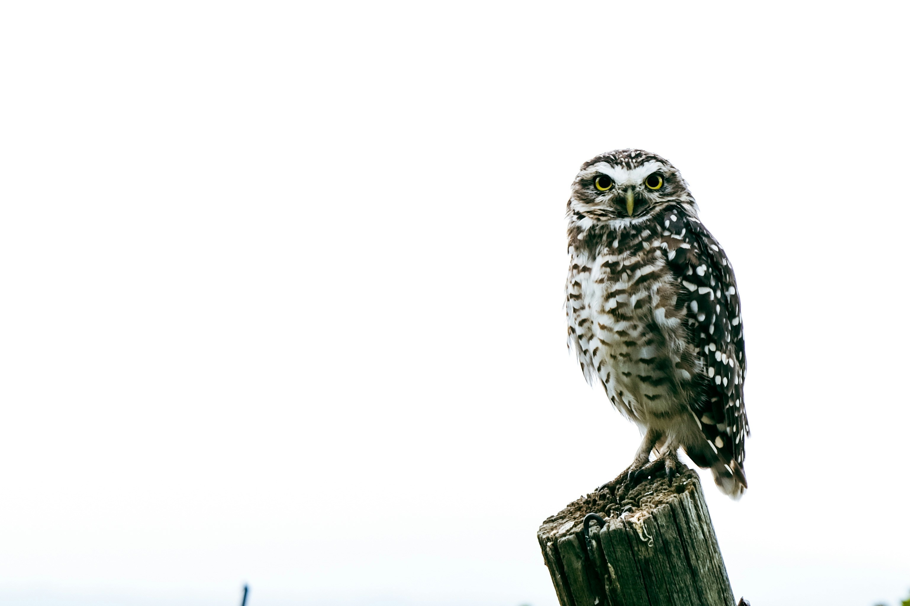 Photo by loubarross888