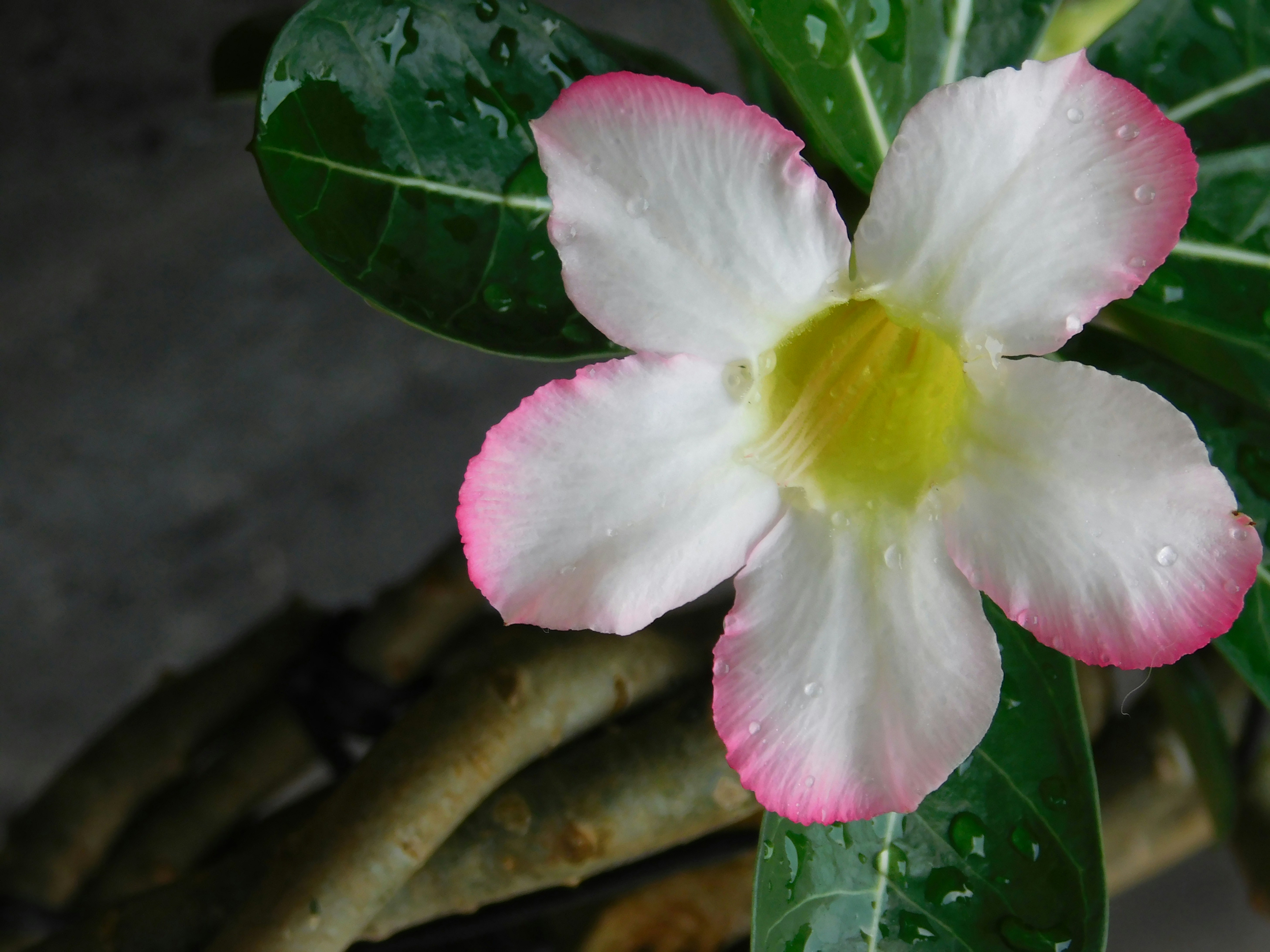 Eine zarte weiße Blume mit rosa Rändern und grünen Blättern.