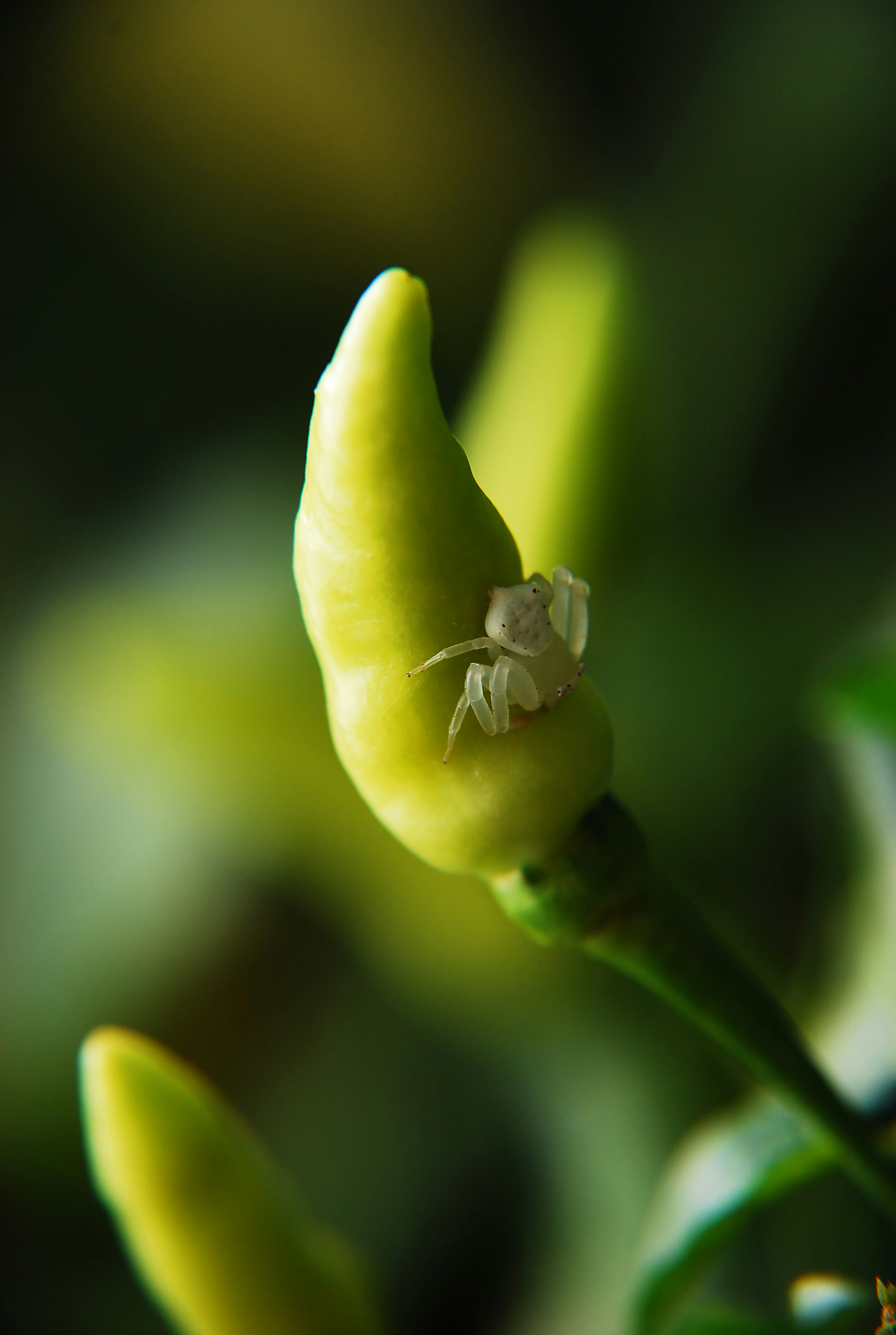Eine kleine weiße Spinne sitzt auf einer grünen Chili.