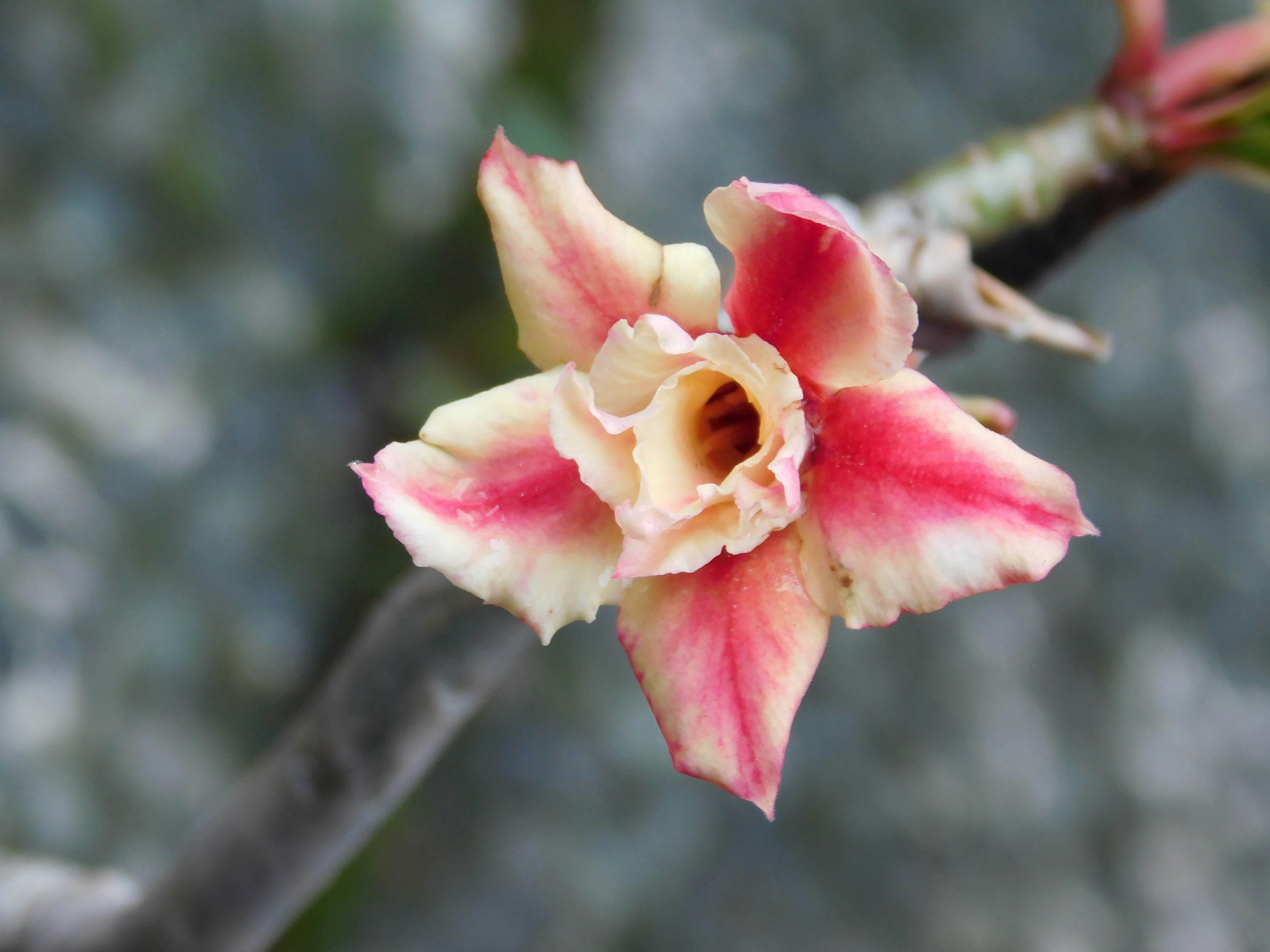 Nahaufnahme einer zarten rosa und gelben Wüstenrose.