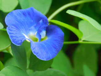 A vibrant blue flower with green leaves.